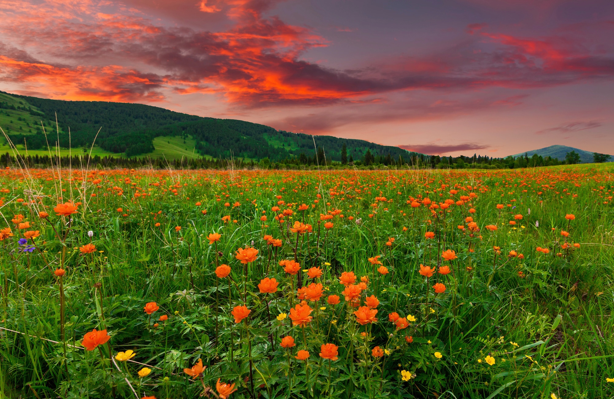 Image of Papermoon Fototapete "BLUMEN-WIESE-GEBIRGE NATUR GRÜN SONNE BERG HIMMEL FELD"