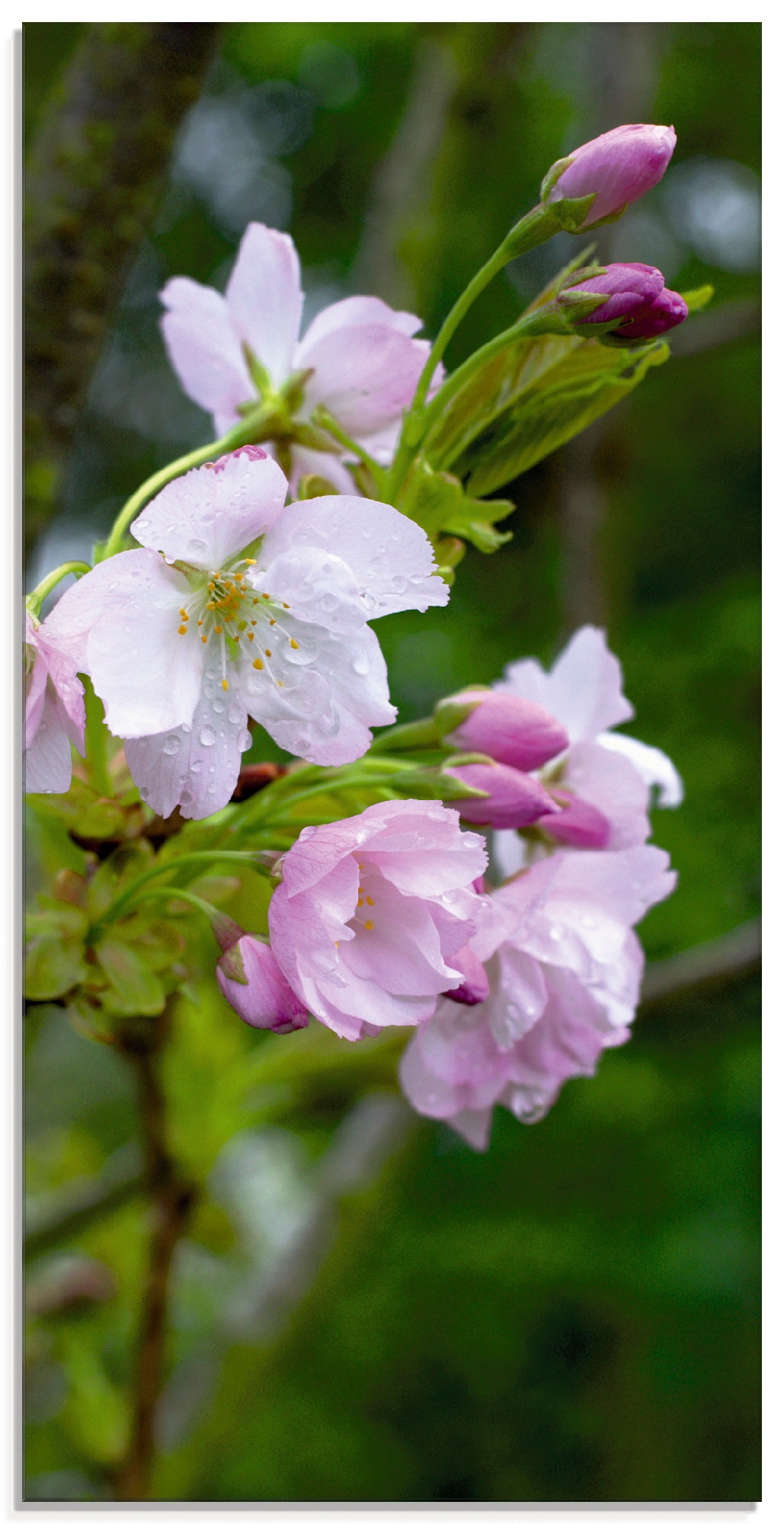 Image of Artland Glasbild »Zweig einer blühenden Zierkirsche«, Bäume, (1 St.) bei Ackermann Versand Schweiz