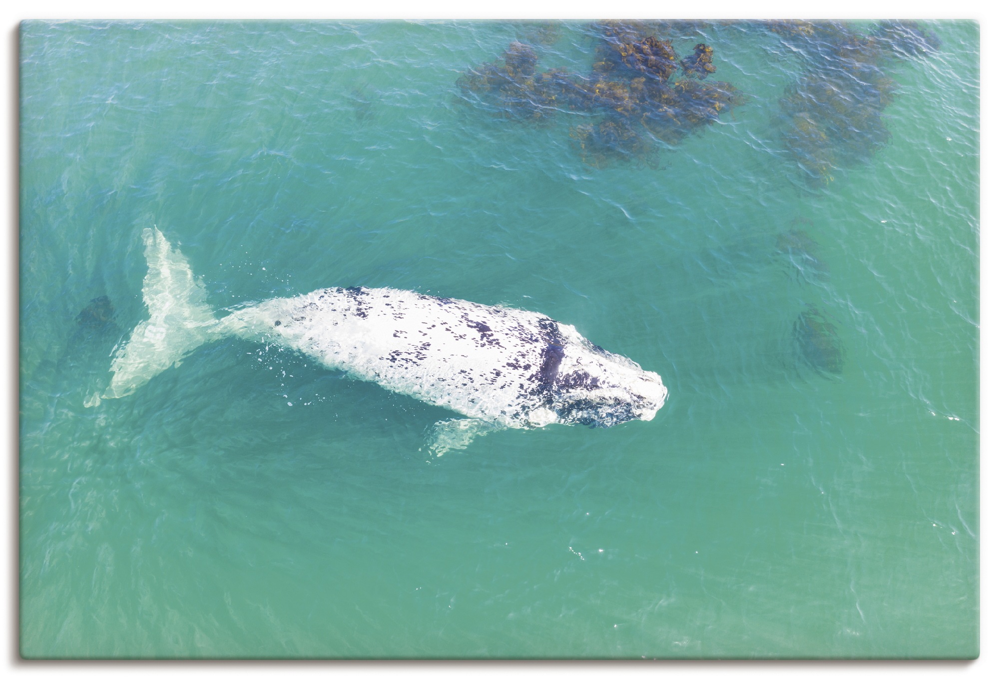 Image of Artland Wandbild »Südkaper«, Wassertiere, (1 St.), in vielen Grössen & Produktarten - Alubild / Outdoorbild für den Aussenbereich, Leinwandbild, Poster, Wandaufkleber / Wandtattoo auch für Badezimmer geeignet bei Ackermann Versand Schweiz