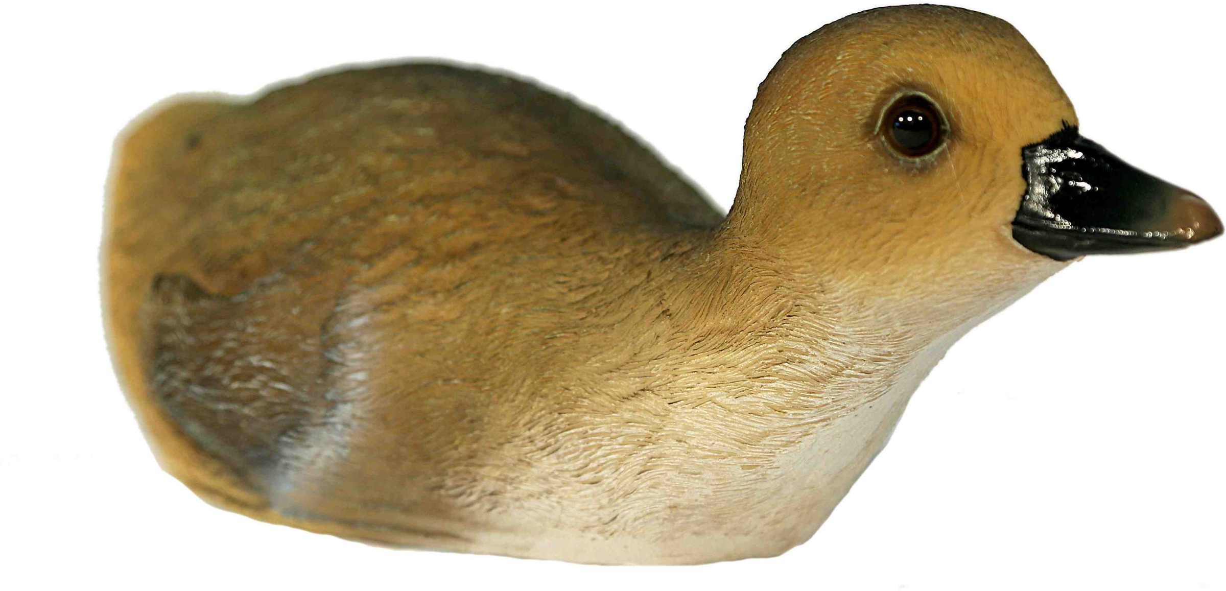 Image of Casa Collection by Jänig Tierfigur »Ente schwimmend, Breite ca. 25cm«, (1 St.) bei Ackermann Versand Schweiz