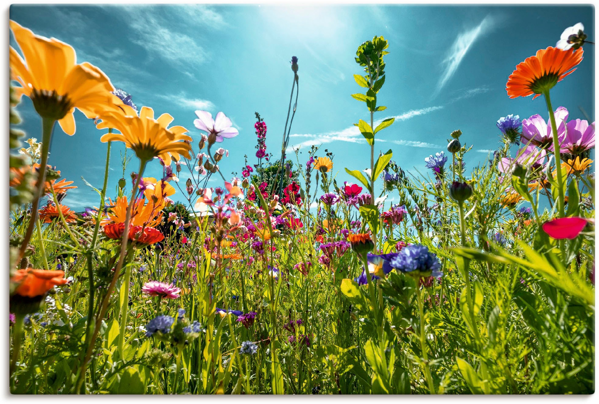 Image of Artland Wandbild "Buntes Blumenfeld" Blumenwiese 1 Stk. tlg. als Alubild, Leinwandbild, Poster in verschied. Grössen
