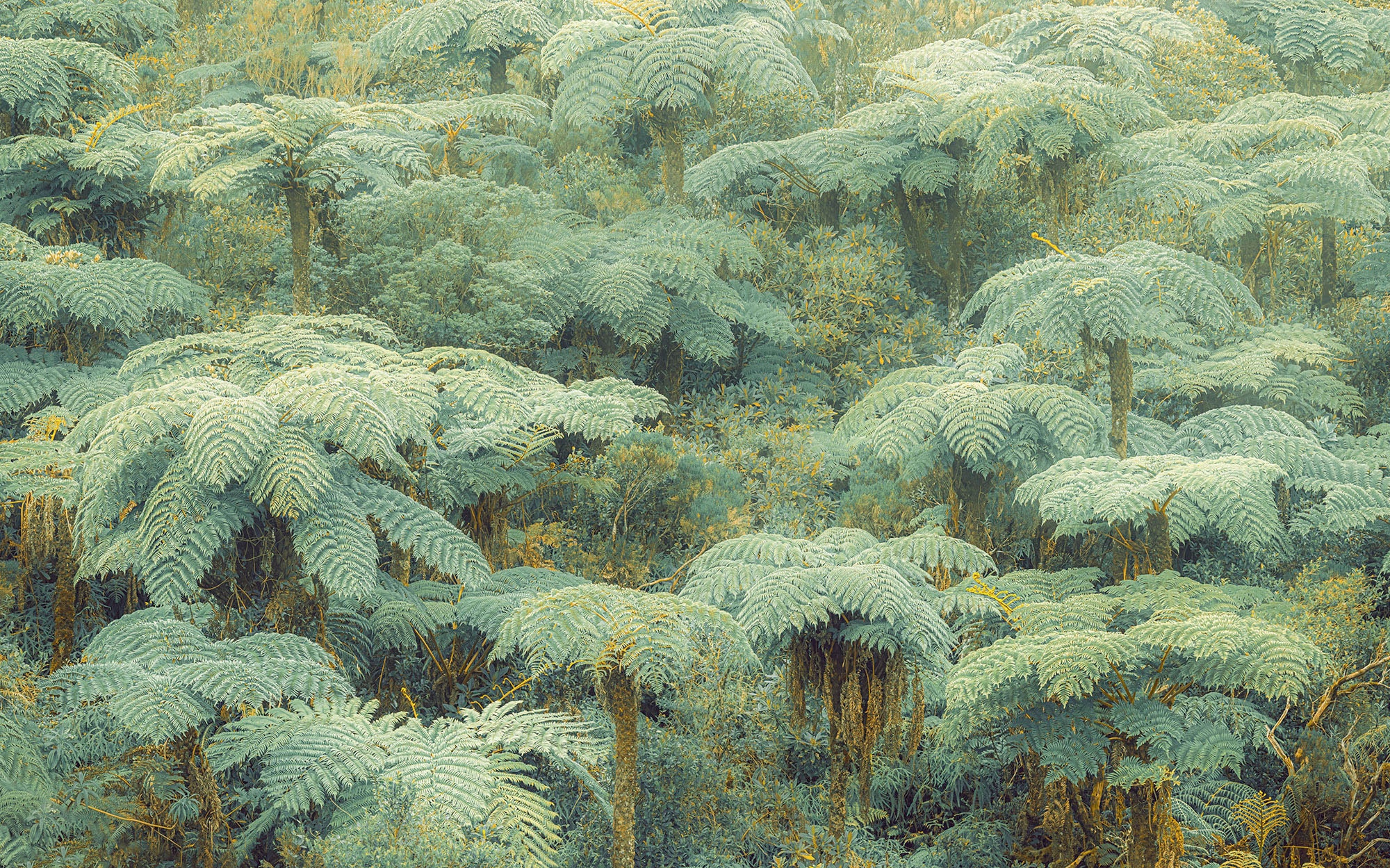 Komar Fototapete »Digitaldruck Vlies -  Jungle Lands - Grösse 400 x 250 cm« bedruckt glatt Wohnzimmer, Schlafzimmer