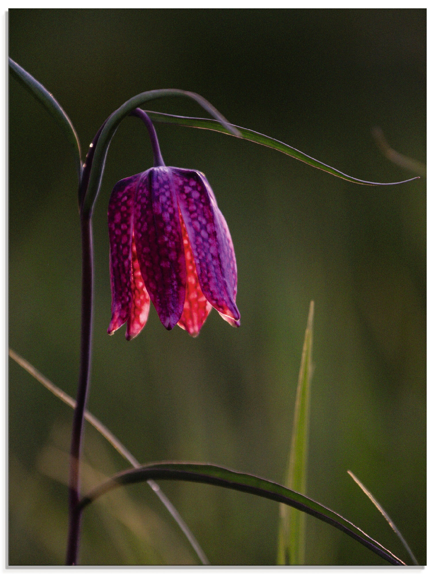Image of Artland Glasbild »Leuchtende Schachbrettblume«, Blumen, (1 St.) bei Ackermann Versand Schweiz