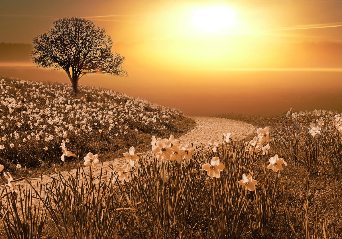 Image of Papermoon Fototapete »Magische Landschaft«, Vliestapete, hochwertiger Digitaldruck bei Ackermann Versand Schweiz