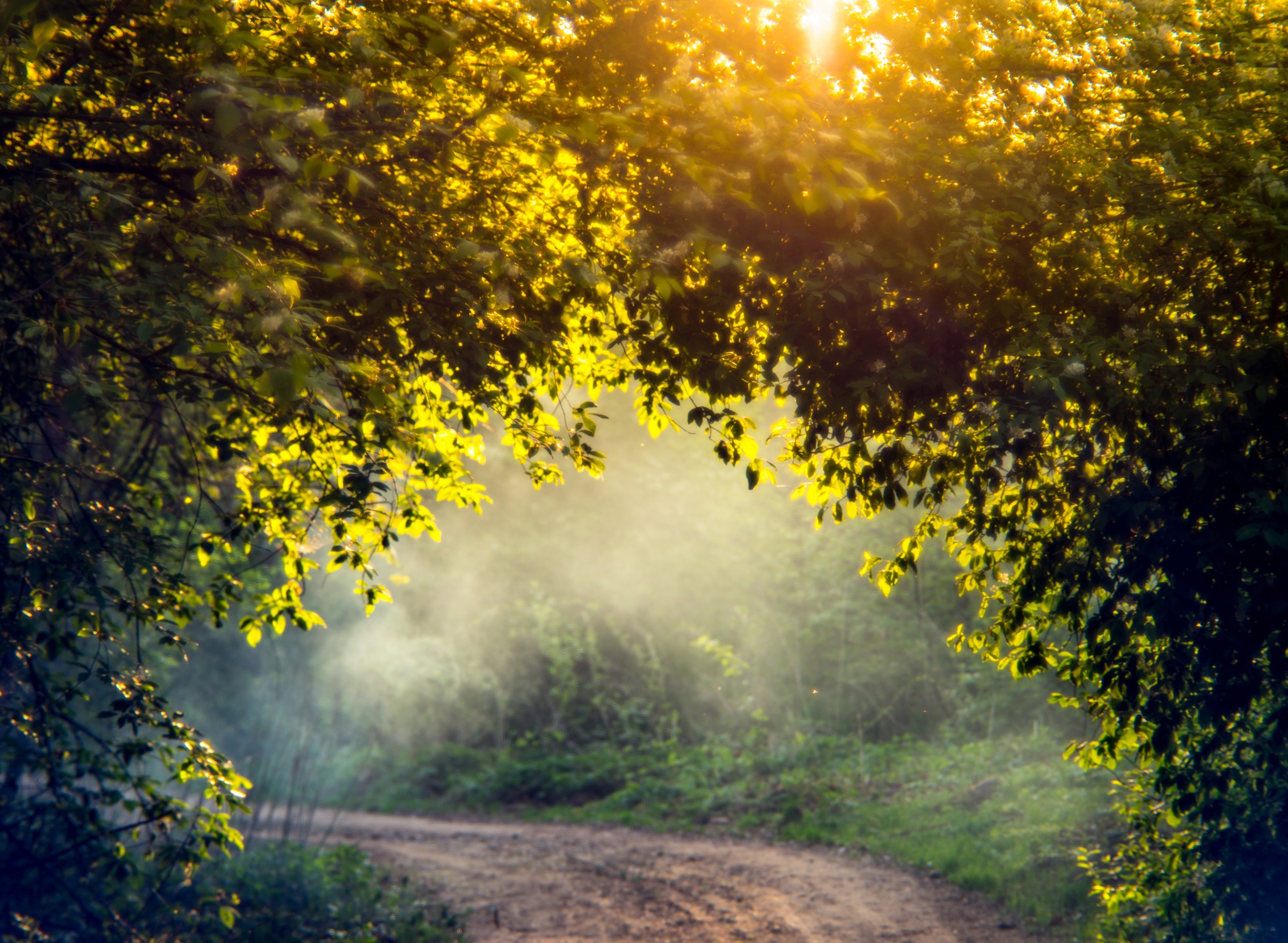 Image of Papermoon Fototapete "Misty Forest in Spring" glatt
