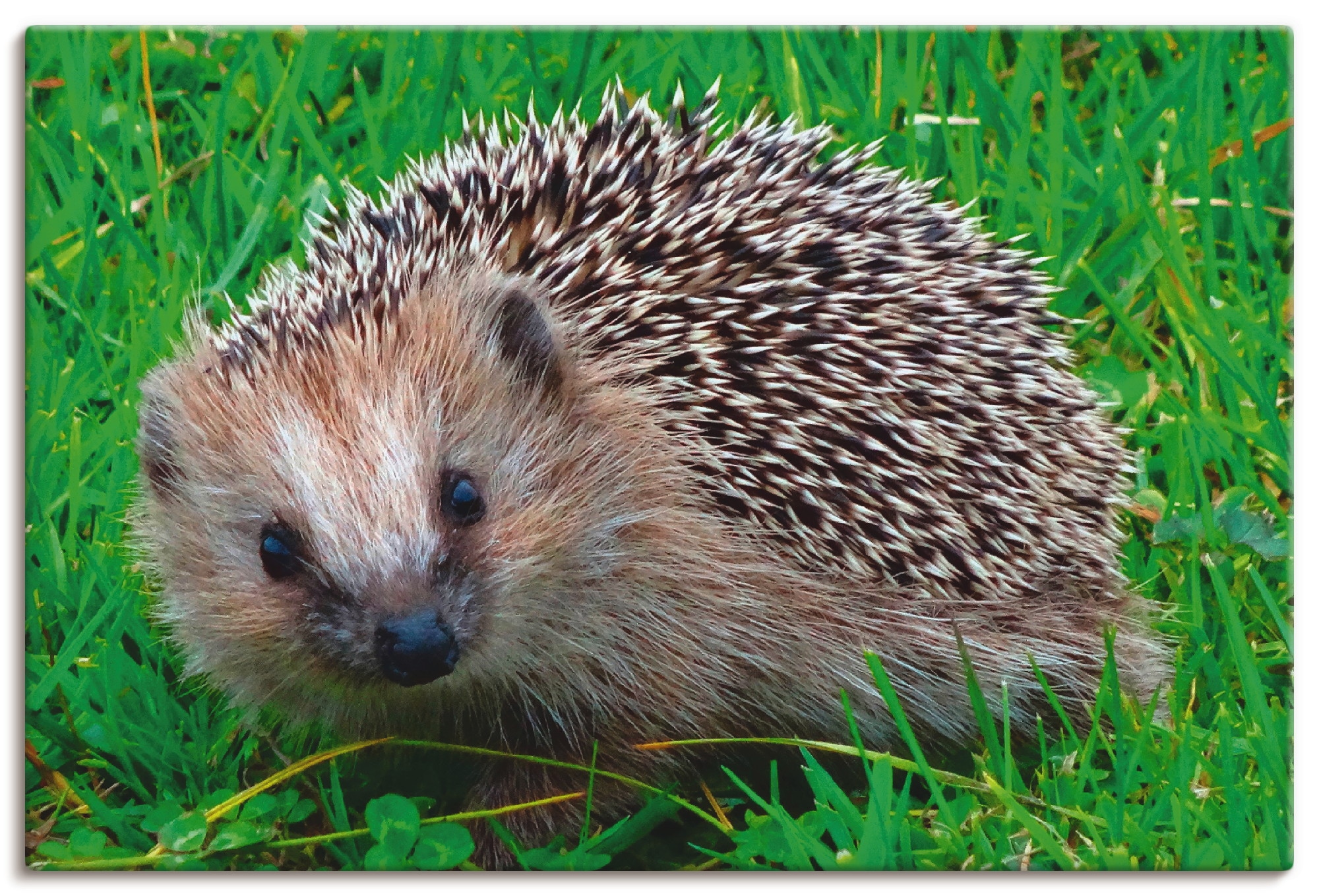 Artland Wandbild »Igel Leinwandbild, versch. Poster St.), à Wildtiere, Blick«, (1 Wandaufkleber Alubild, prix Grössen oder in bas als