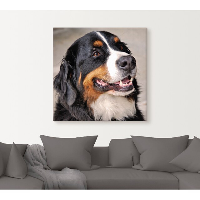 Artland Wandbild »Berner Sennenhund«, Haustiere, (1 St.), als Leinwandbild,  Wandaufkleber oder Poster in versch. Grössen günstig kaufen