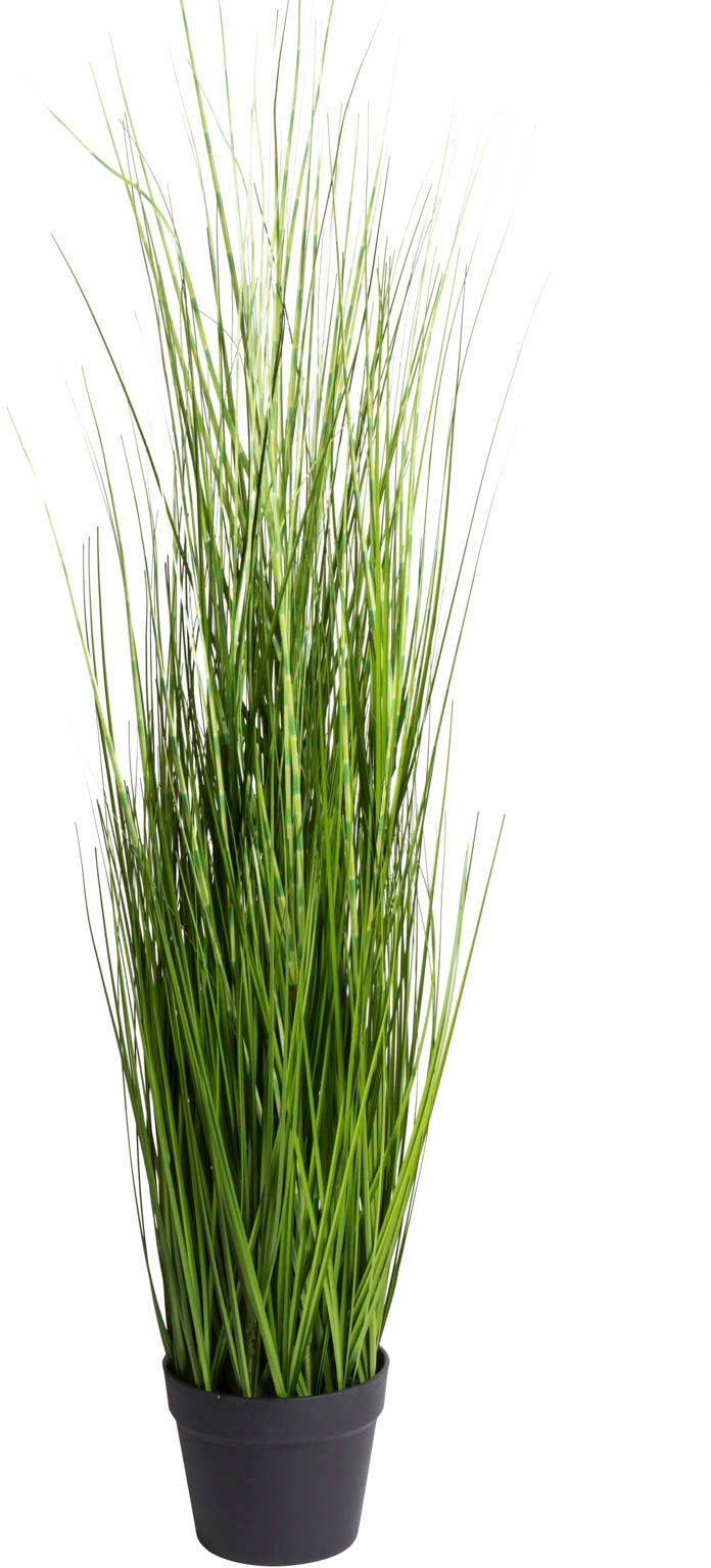 Image of Botanic-Haus Kunstgras »Gras Festuca im Topf«, (1 St.) bei Ackermann Versand Schweiz