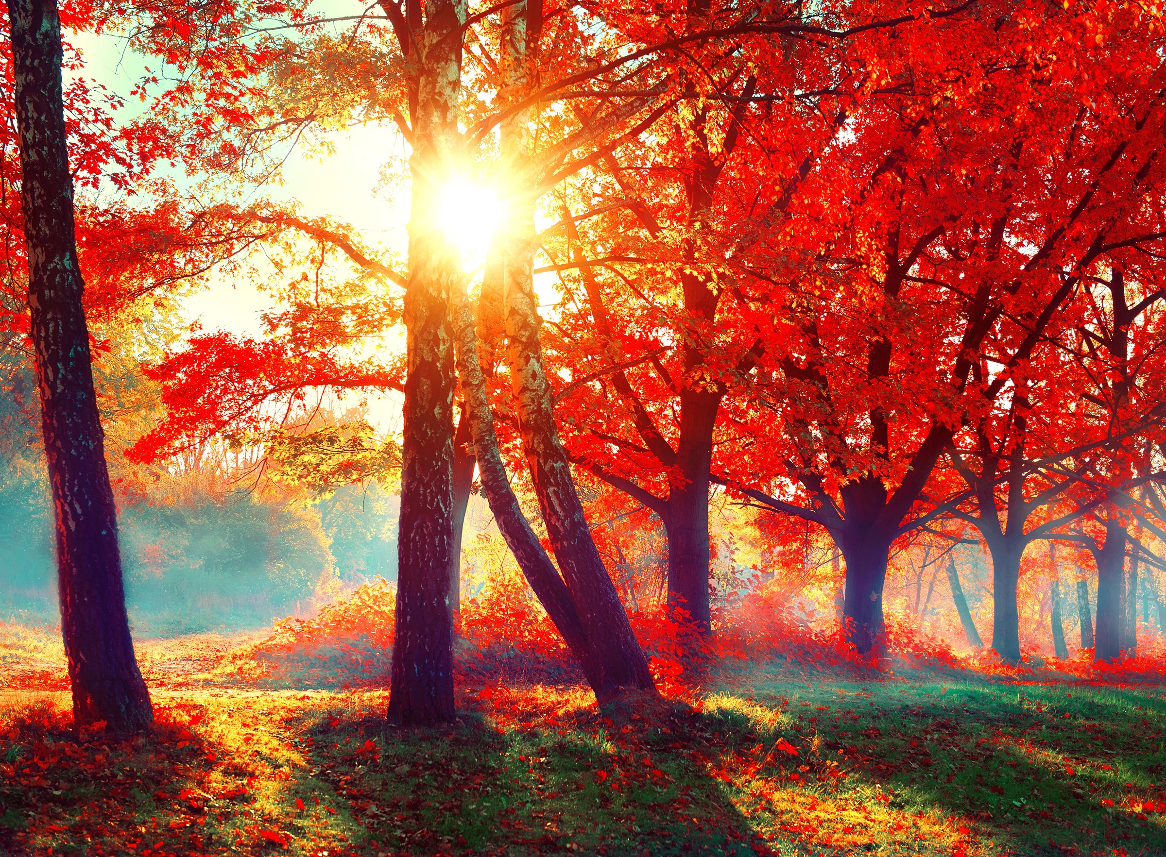 Image of Papermoon Fototapete "Autumn Park" glatt