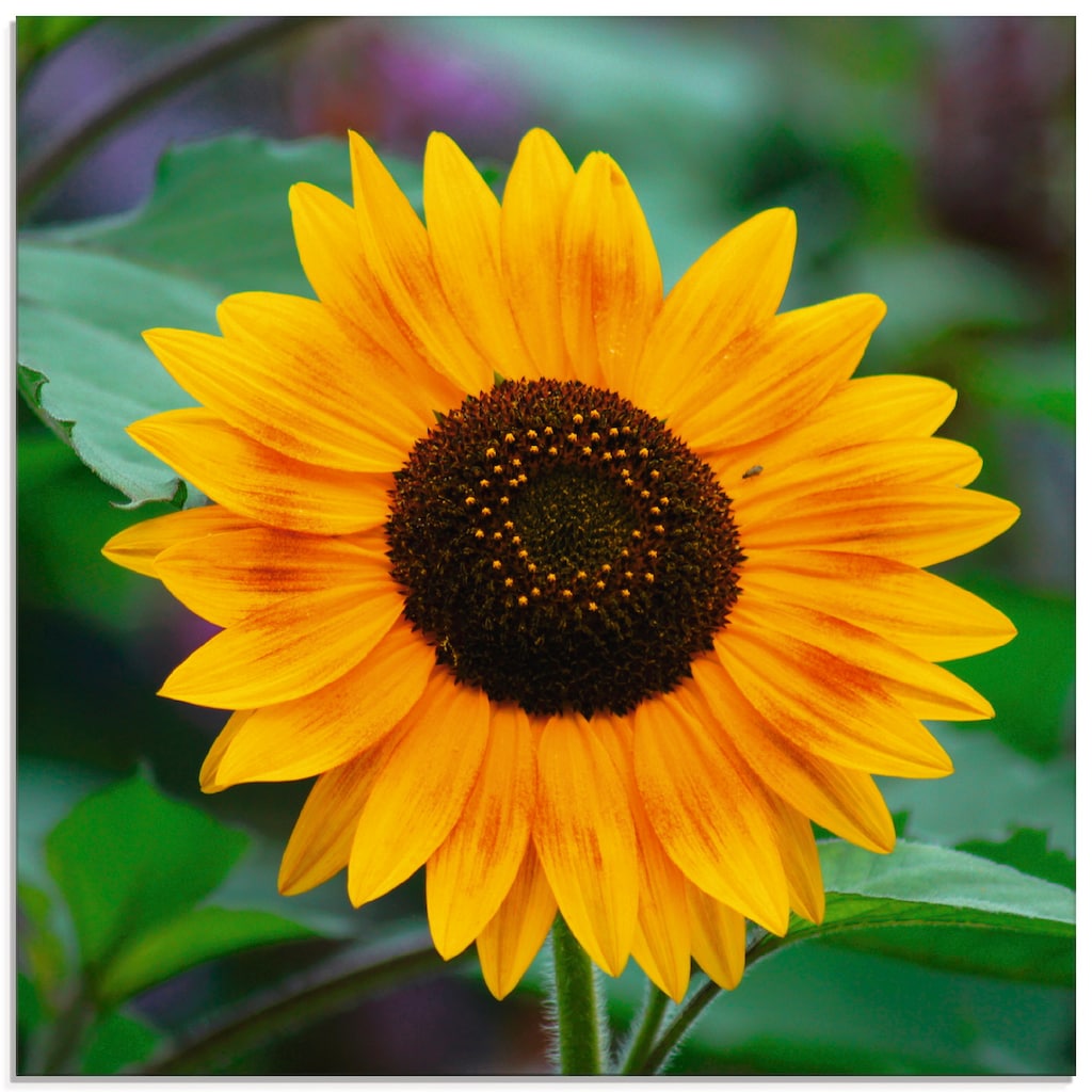 Artland Glasbild »Sonnenblume«, Blumen, (1 St.)