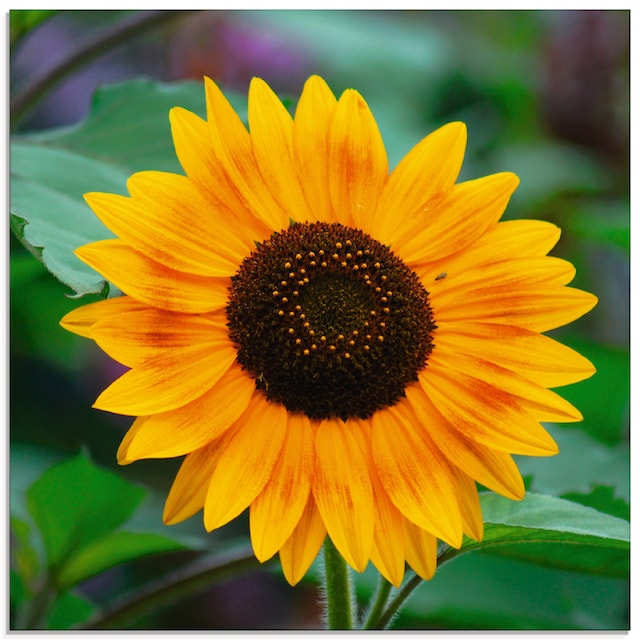 Artland Glasbild »Sonnenblume«, Blumen, (1 St.), in verschiedenen Grössen  kaufen