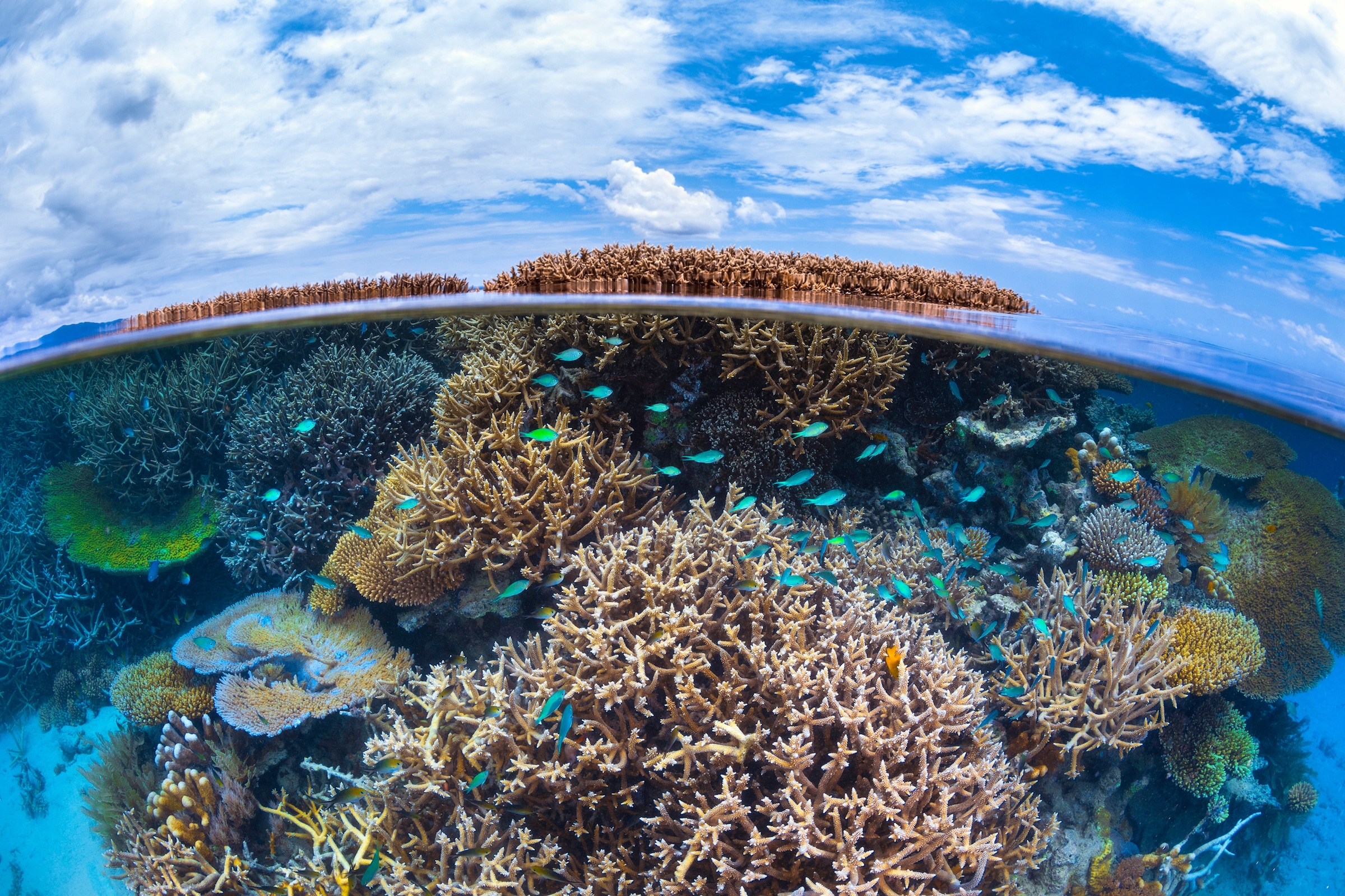 Fototapete »Photo-Art BARATHIEU GABRIEL, SPLIT-LEVEL VON MAYOTTE REEF«