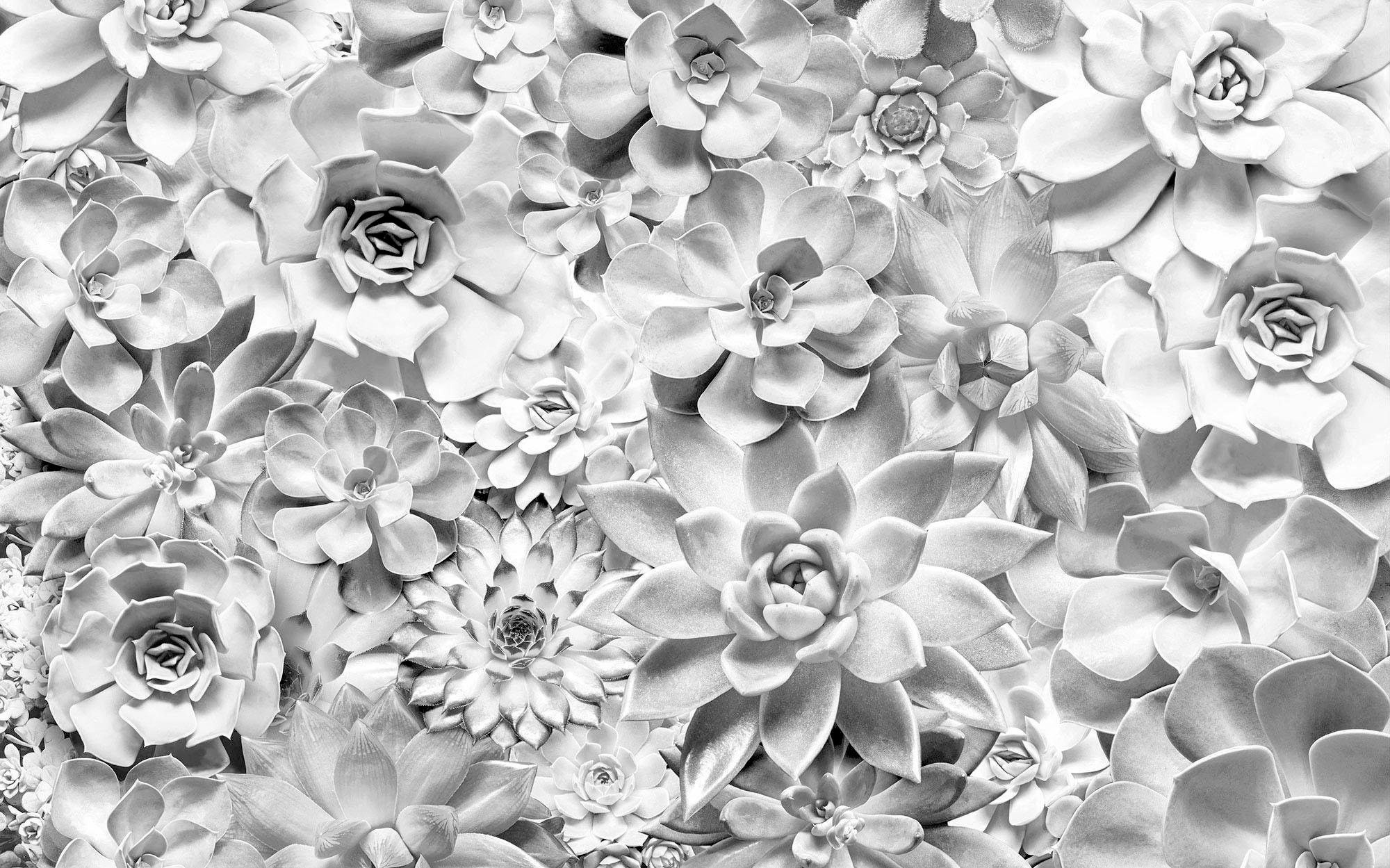 Image of Komar Vliestapete »Pure Shades Black and W«, naturalistisch bei Ackermann Versand Schweiz