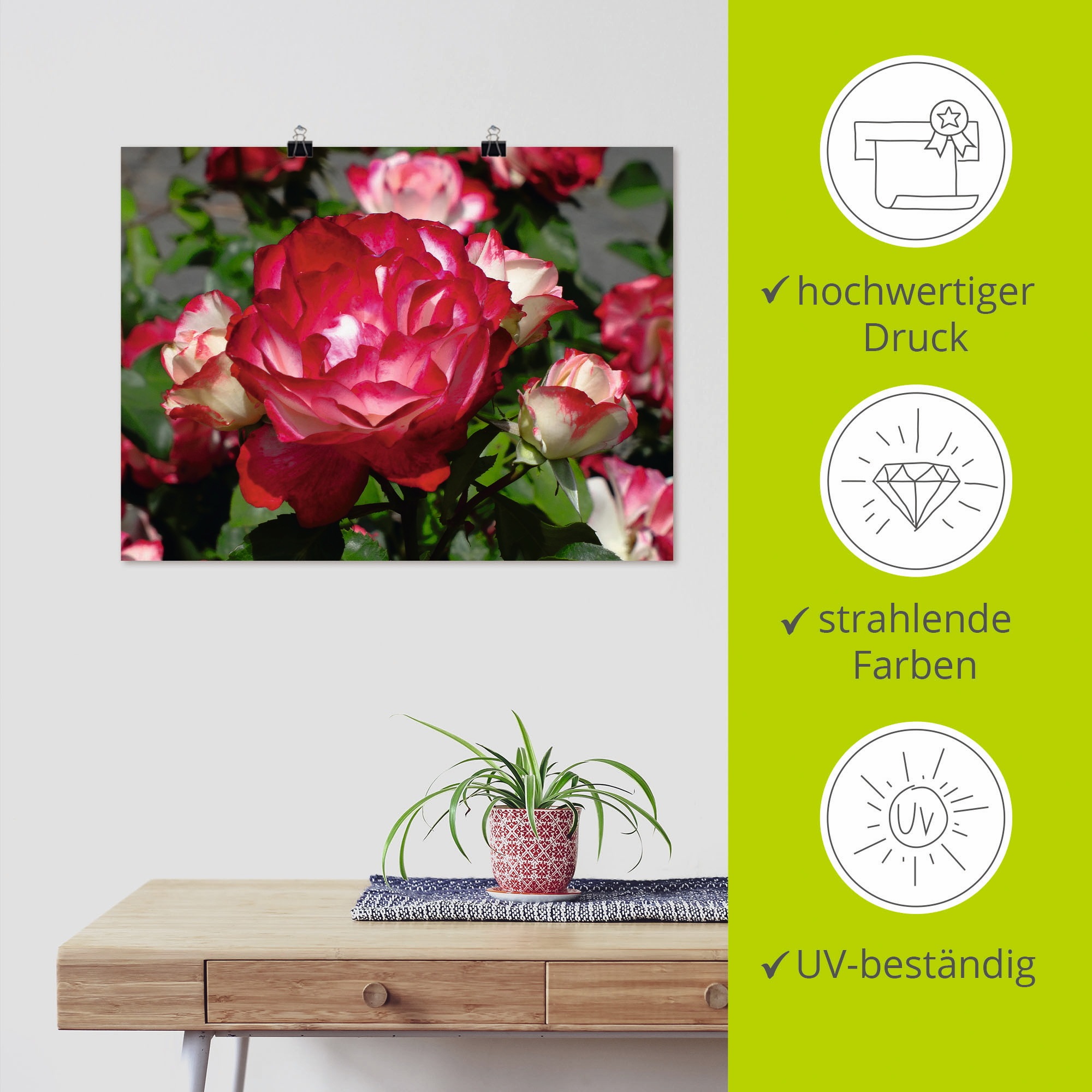 Artland Poster »Rot weisse Rosenblüte« Blumen 1 Stk. tlg. ohne Rahmen