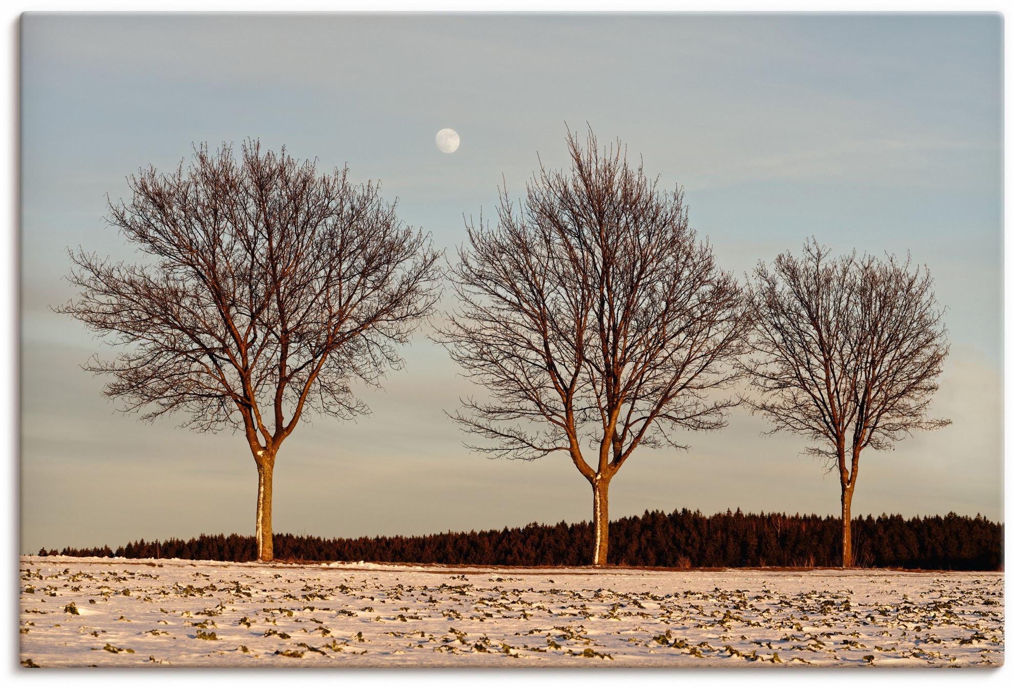 Image of Artland Wandbild »Abendlicht im Winter«, Vier Jahreszeiten Bilder, (1 St.), in vielen Grössen & Produktarten - Alubild / Outdoorbild für den Aussenbereich, Leinwandbild, Poster, Wandaufkleber / Wandtattoo auch für Badezimmer geeignet bei Ackermann Versand