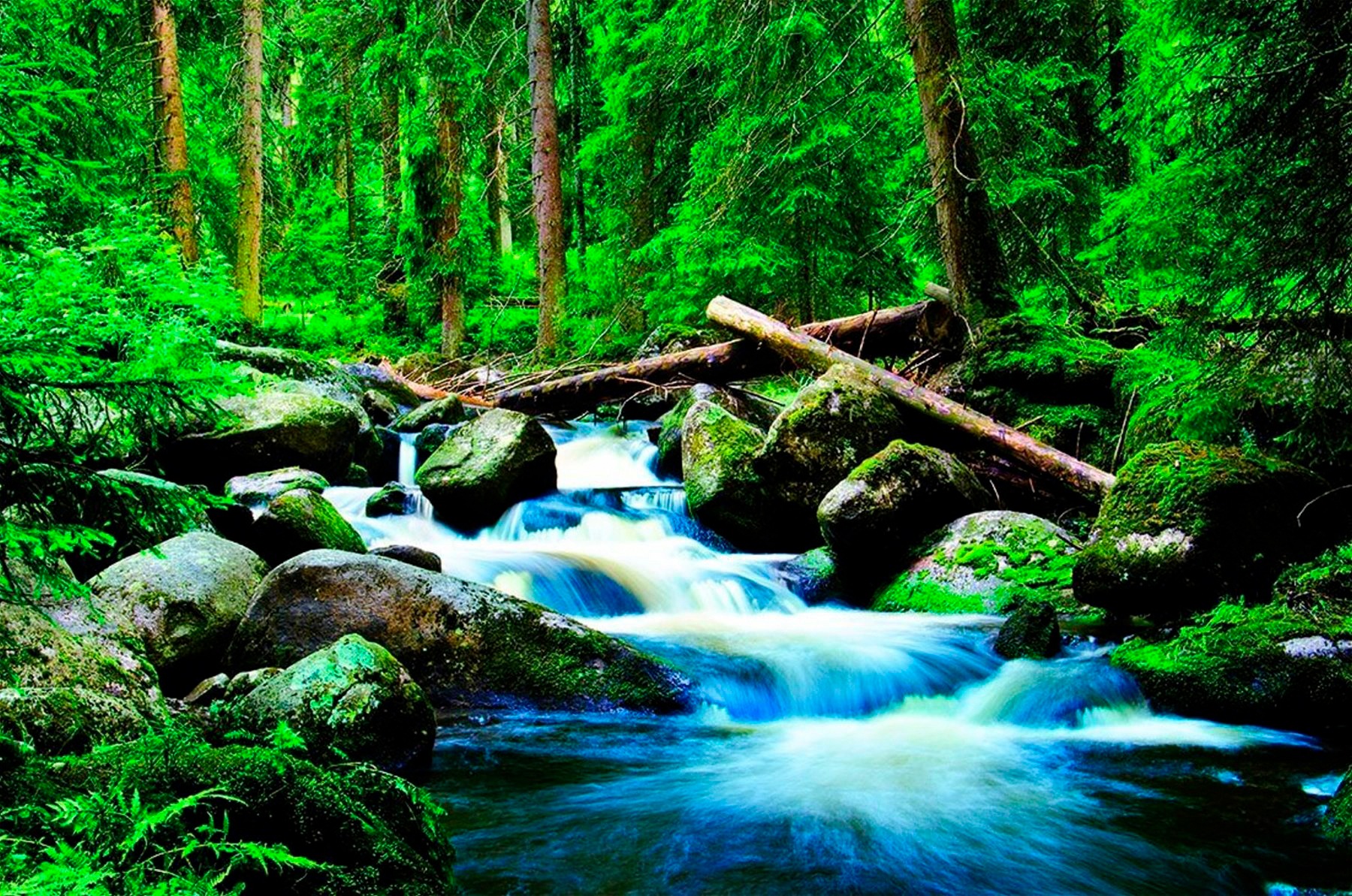 Image of Papermoon Fototapete "Deep Forrest" glatt