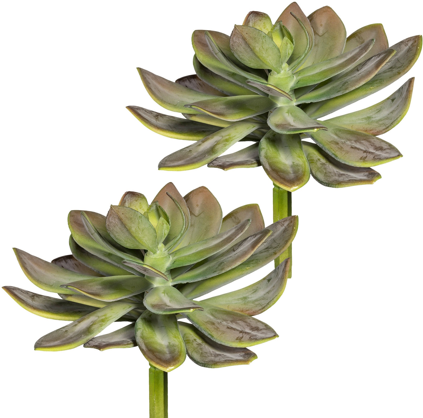 Image of Creativ green Kunstpflanze »Echeveria XL«, (2 St.), 2er Set bei Ackermann Versand Schweiz