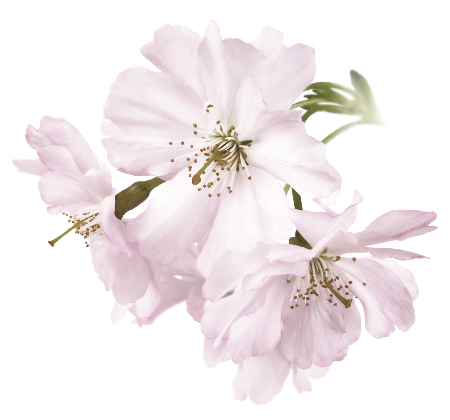 Image of queence Wandtattoo "Malena" Wandbild, Sticker, rosa, Blume, Blüte, selbstklebend