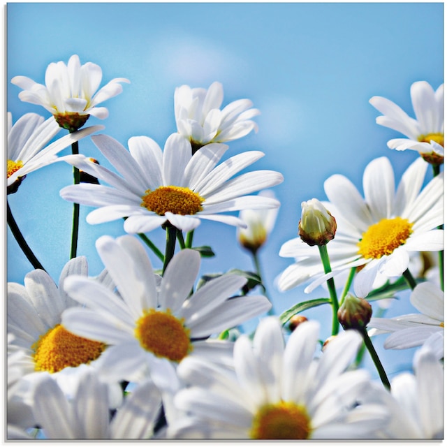 Artland Glasbild »Blumen - Margeriten«, Blumen, (1 St.), in verschiedenen  Grössen günstig kaufen