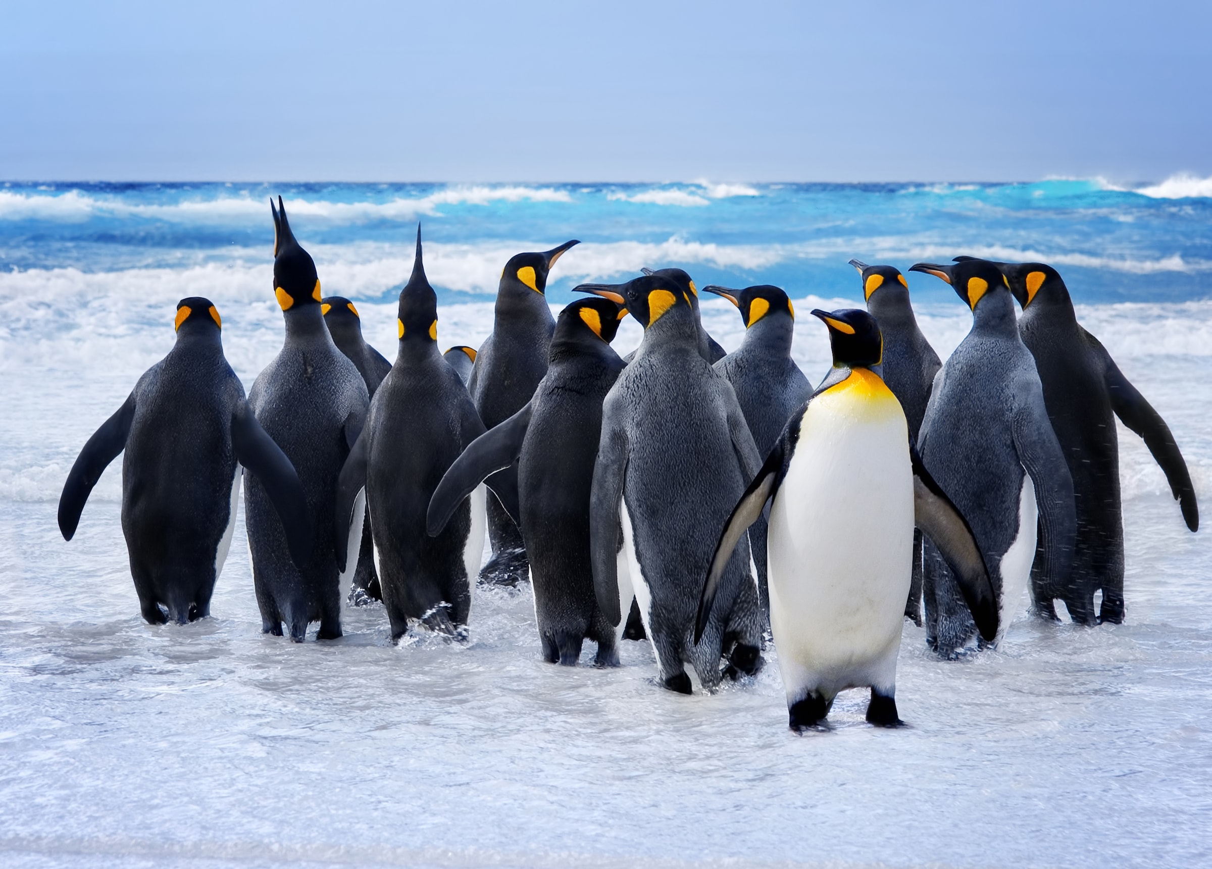 Image of Papermoon Fototapete "King Penguins" glatt