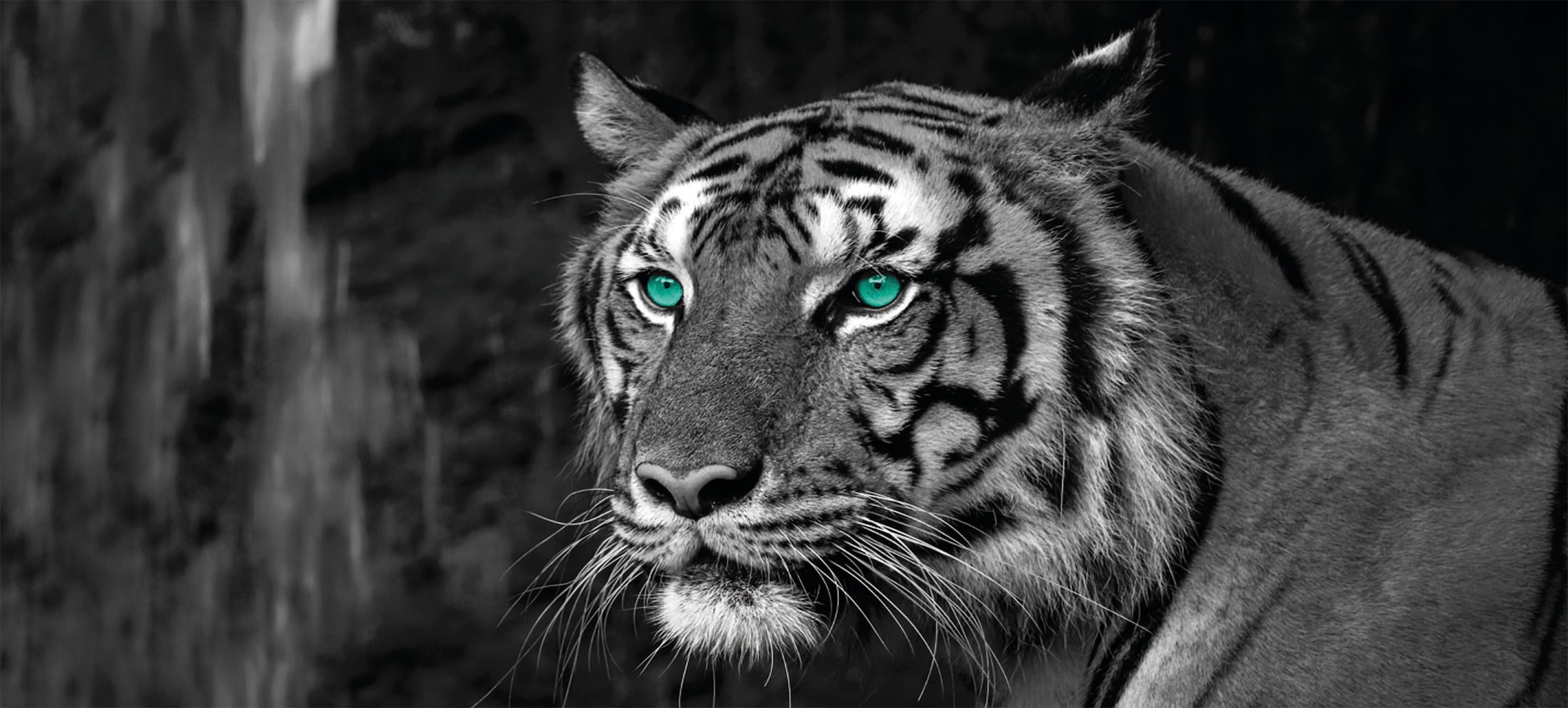 Bönninghoff Leinwandbild »Blue Eyed Tiger«, (1 St.) kaufen