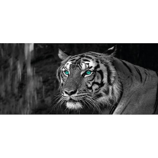 Bönninghoff Leinwandbild »Blue Eyed Tiger«, (1 St.) kaufen