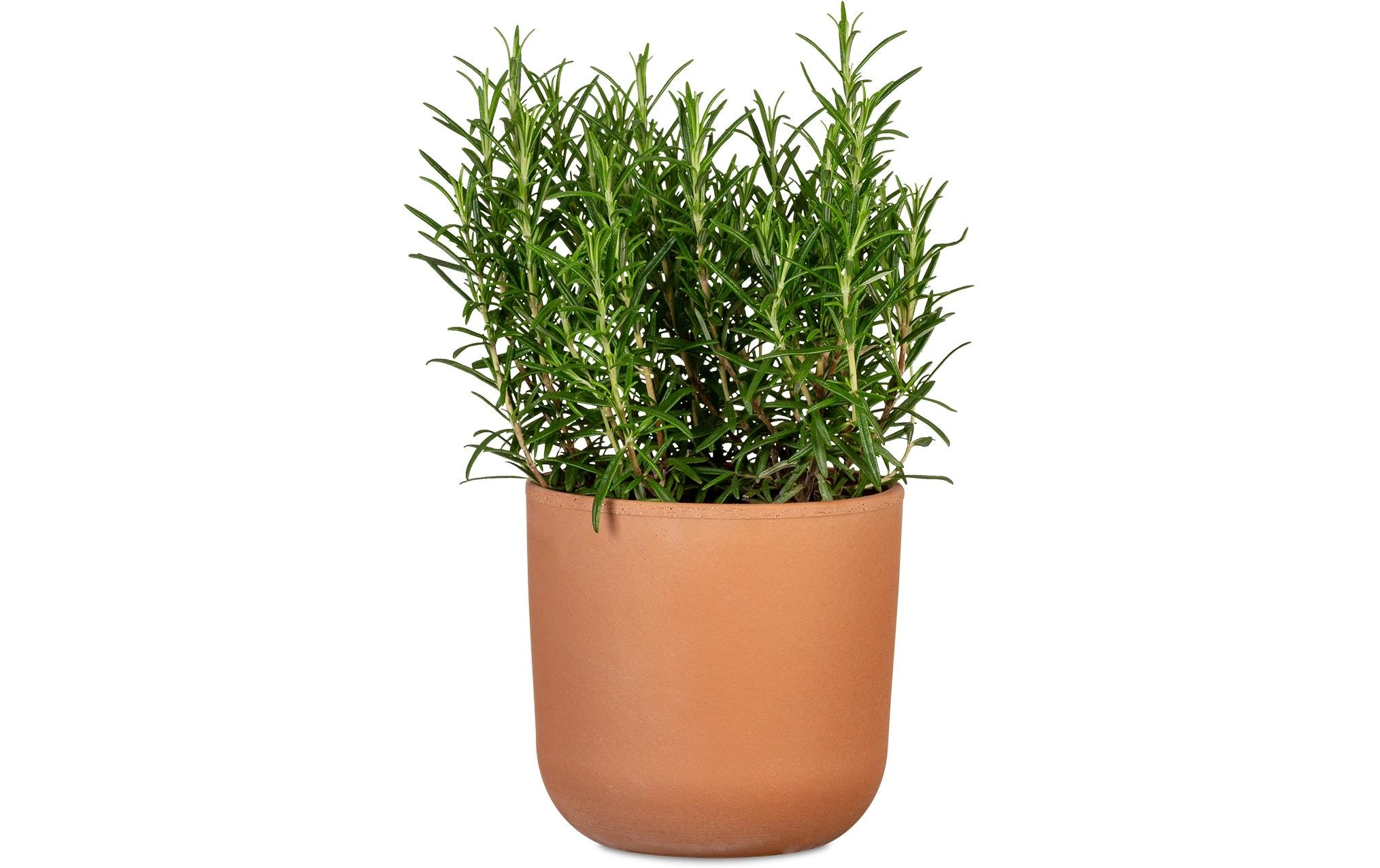 Scheurich Blumentopf »Rosso 982«