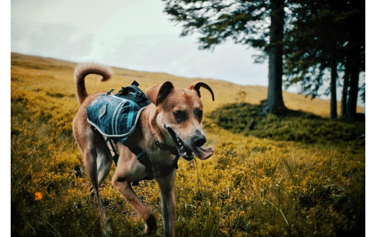   Hunde-Geschirr »DOGPAK Moab Lite Hunderucksack M« Rucksack und Wandergeschirr für Hunde aus «Die Höhle der Löwen»