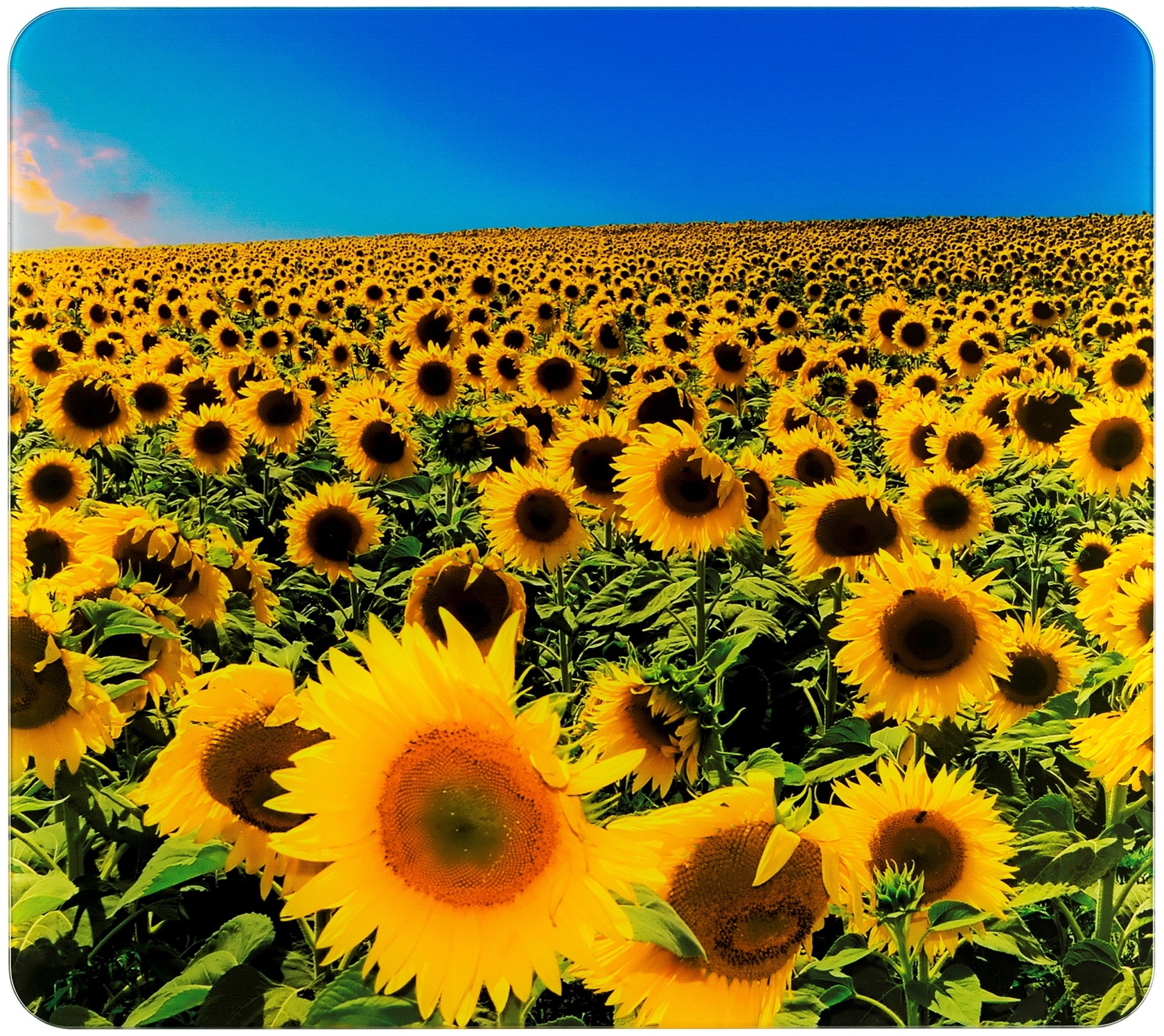 Image of WENKO Herd-Abdeckplatte »Sonnenblumenfeld« bei Ackermann Versand Schweiz
