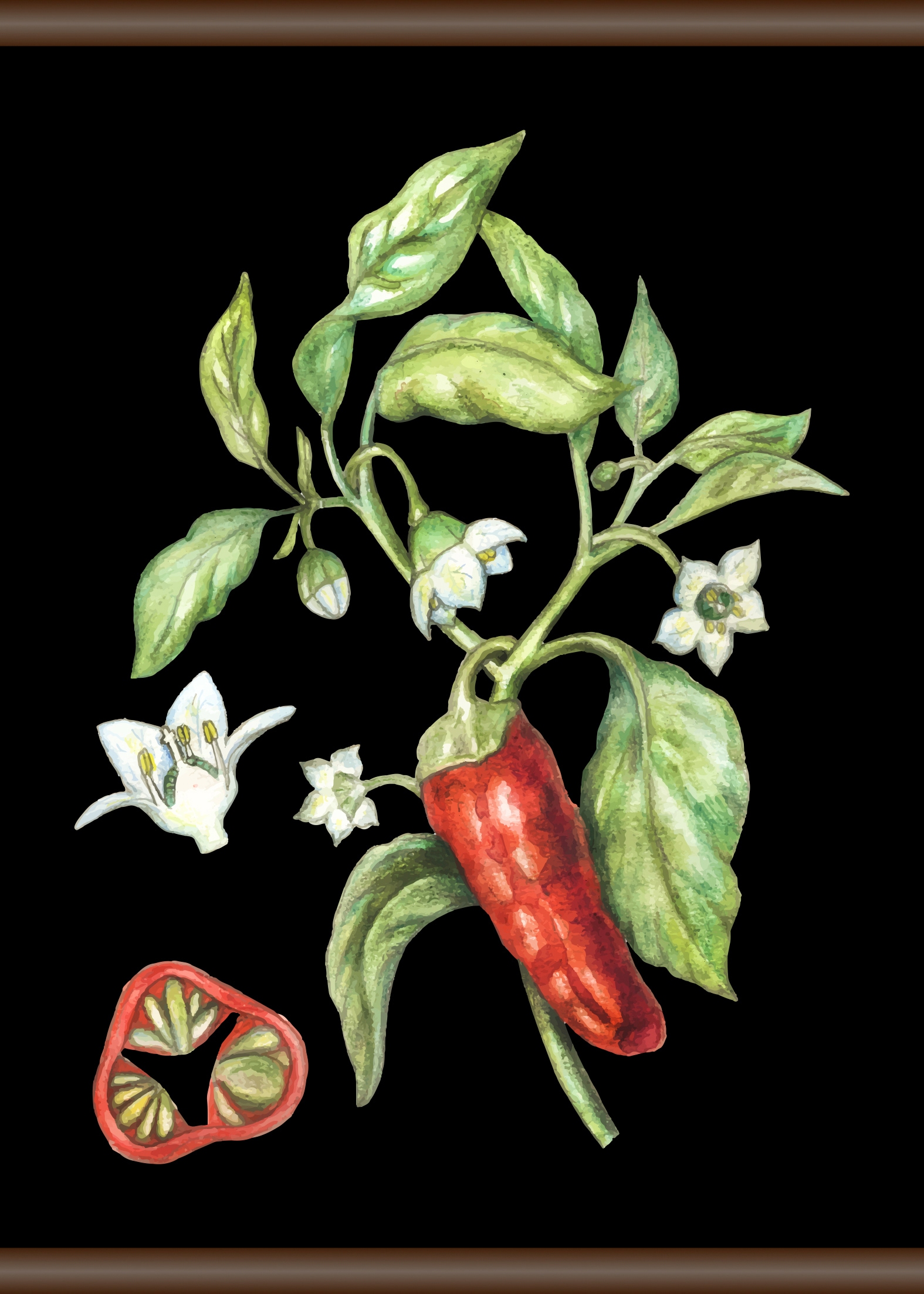 queence Leinwandbild »Chili«, 50x70 cm