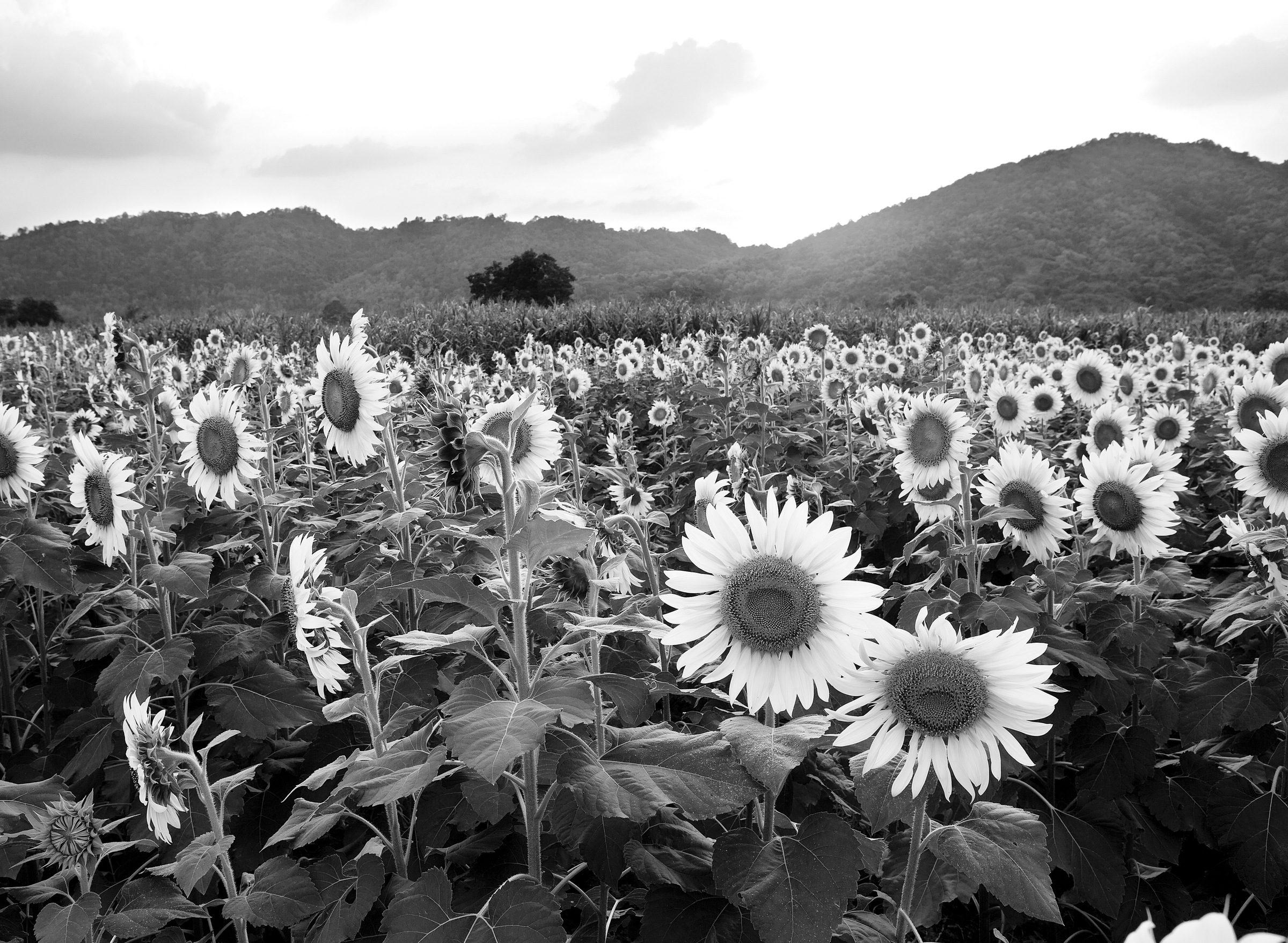 Image of Papermoon Fototapete »Sonnenblumenfeld Schwarz & Weiss«, Vliestapete, hochwertiger Digitaldruck, inklusive Kleister bei Ackermann Versand Schweiz