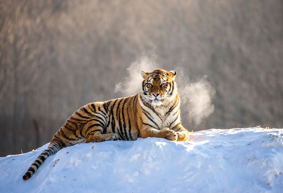 Image of Papermoon Fototapete "Siberain Tiger"