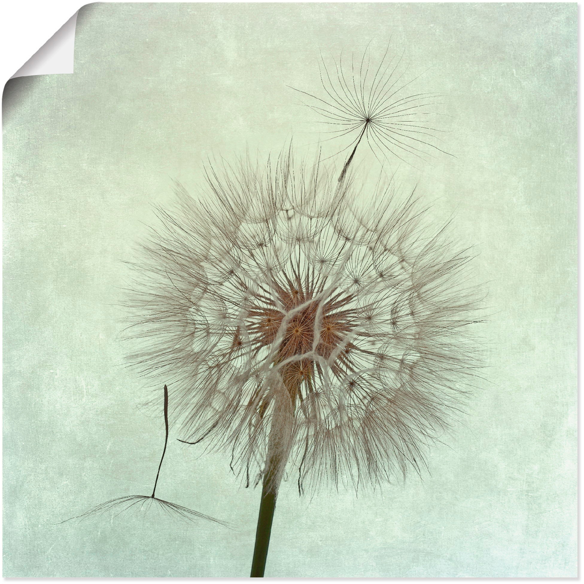 Grössen als versch. Artland »Pusteblume Blumen, Wandaufkleber in Poster II«, St.), Wandbild Leinwandbild, (1 oder kaufen