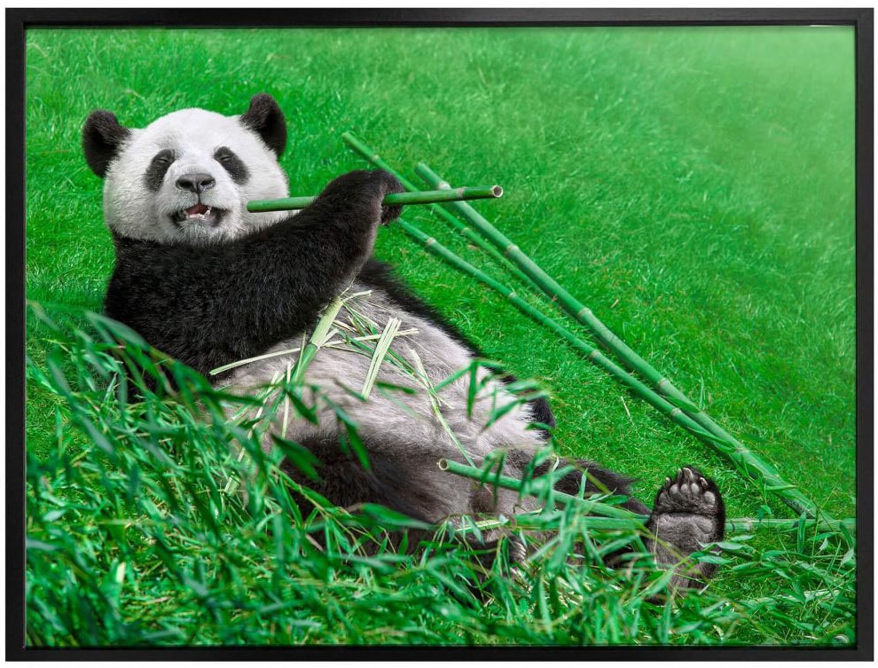 Wall-Art Poster »Waldtiere Bambus Panda«, Tiere, (1 St.), Poster, Wandbild,  Bild, Wandposter günstig kaufen