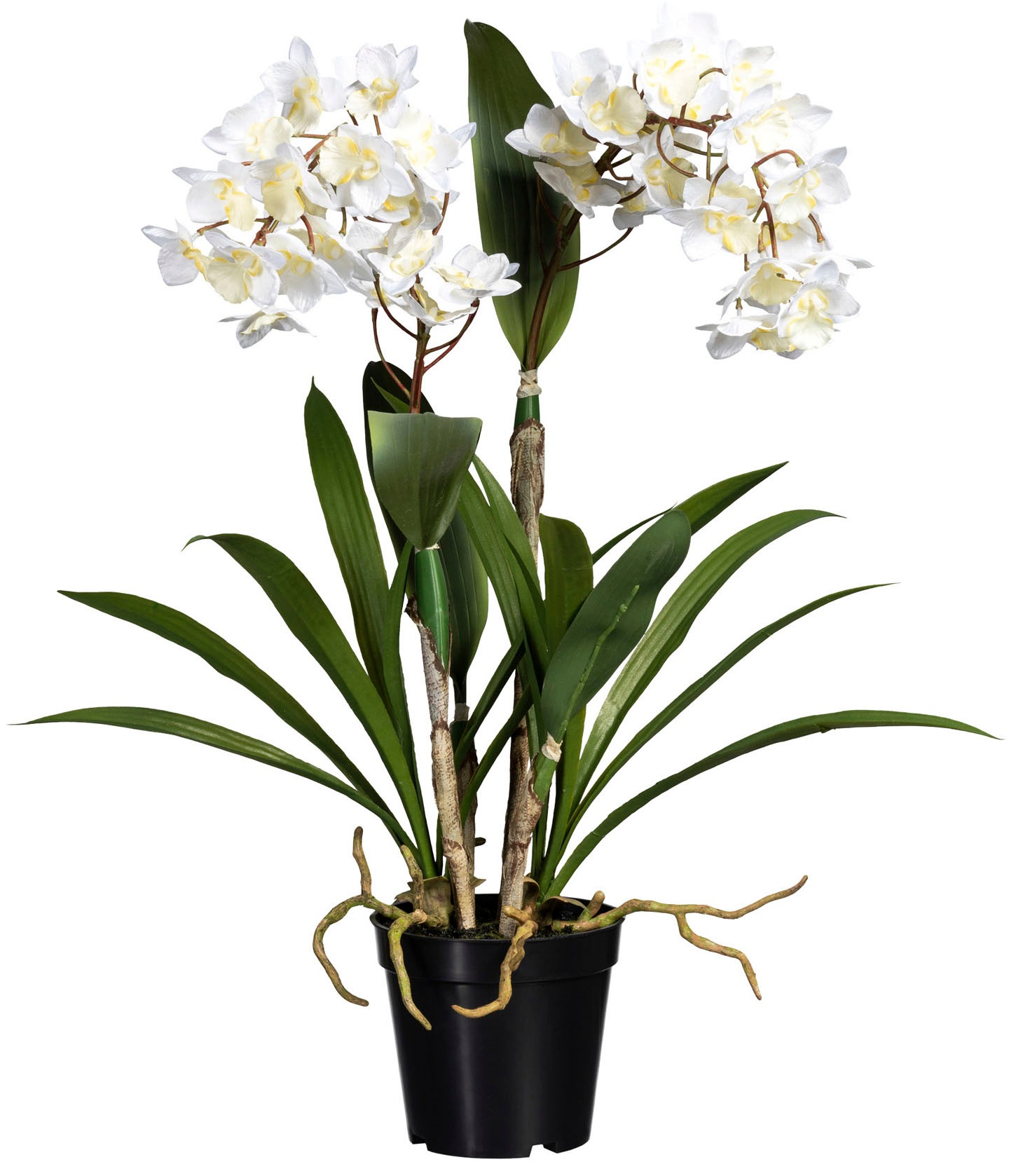 Image of Creativ green Kunstorchidee »Dendrobie«, (1 St.), in Keramikvase bei Ackermann Versand Schweiz