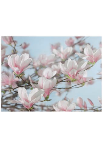 Fototapete »Magnolia«, 368x254 cm (Breite x Höhe), inklusive Kleister