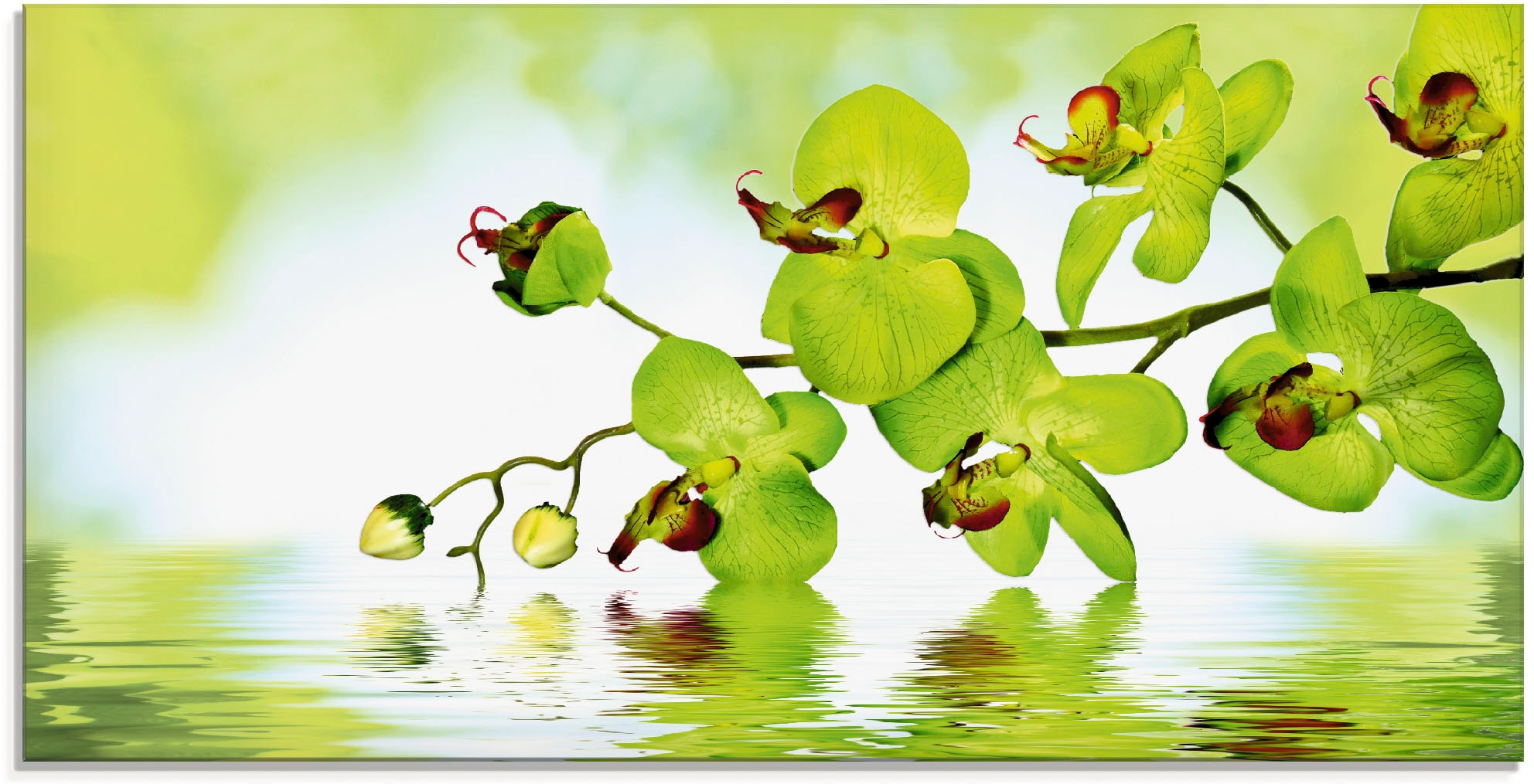Image of Artland Glasbild "Schöne Orchidee mit grünem Hintergrund" Blumen 1 Stk. tlg. in verschiedenen Grössen