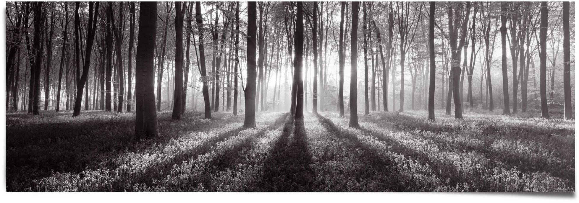 Poster »Sonnenaufgang im Wald Schwarz-Weiss«, (1 St.)