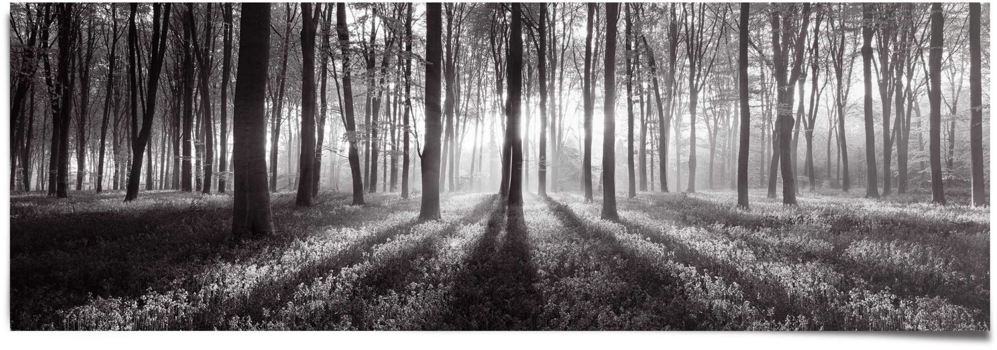 Image of Reinders! Poster »Sonnenaufgang im Wald Schwarz-Weiss«, (1 St.) bei Ackermann Versand Schweiz