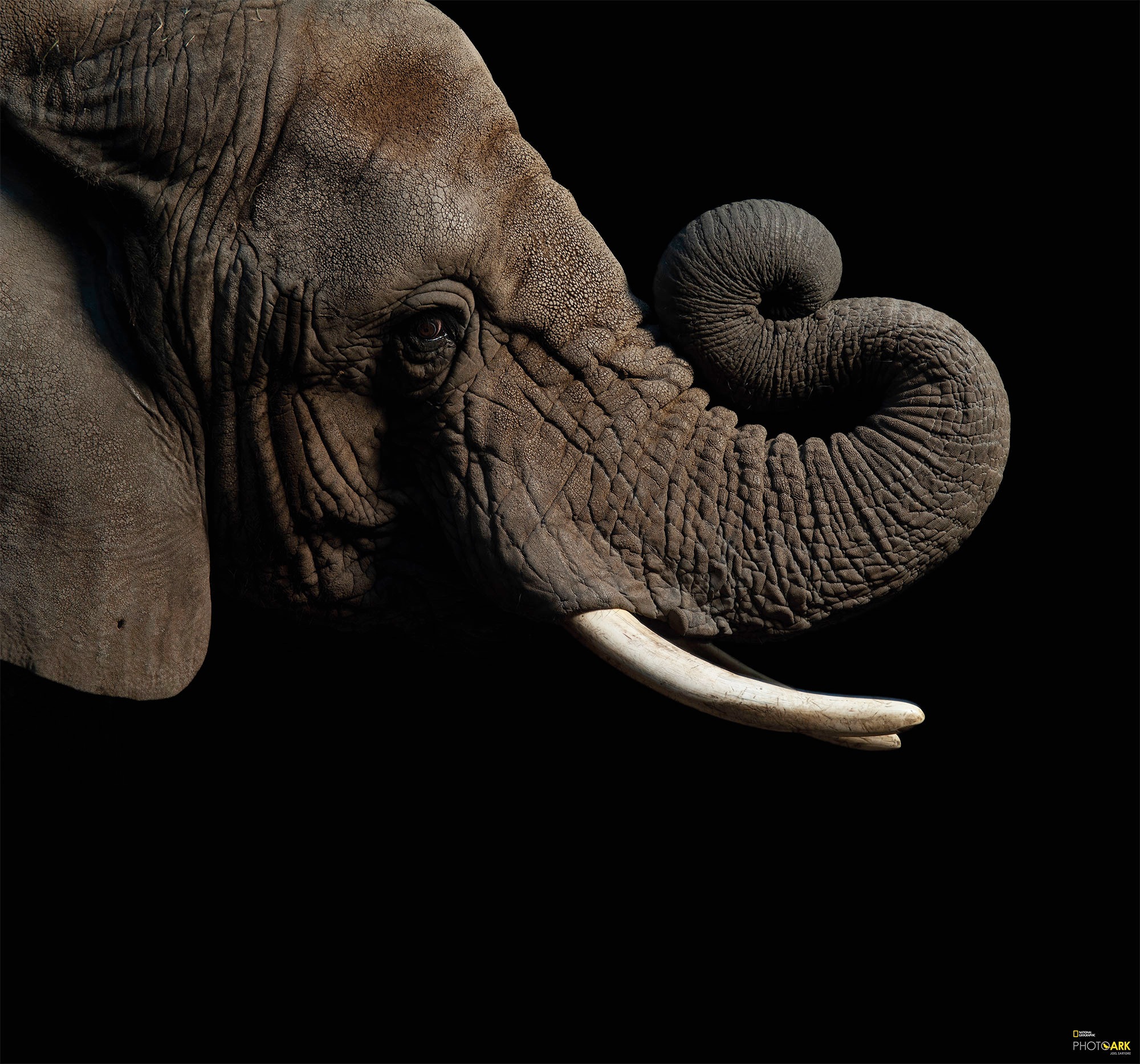 Image of Komar Vliestapete »African Elephant«, bedruckt-realistisch, 300 x 280 cm (Breite x Höhe) - 6 Bahnen bei Ackermann Versand Schweiz