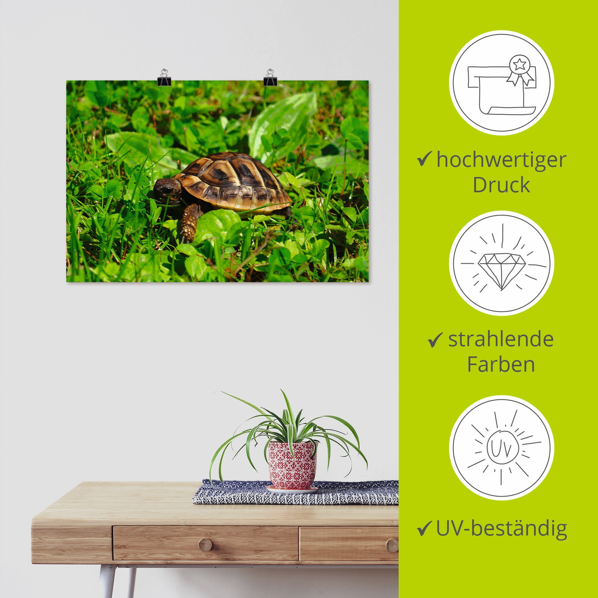 Artland Poster »Griechische Landschildkröten Baby«, Reptilien, (1 St.), als Alubild, Leinwandbild, Wandaufkleber oder Poster in versch. Grössen