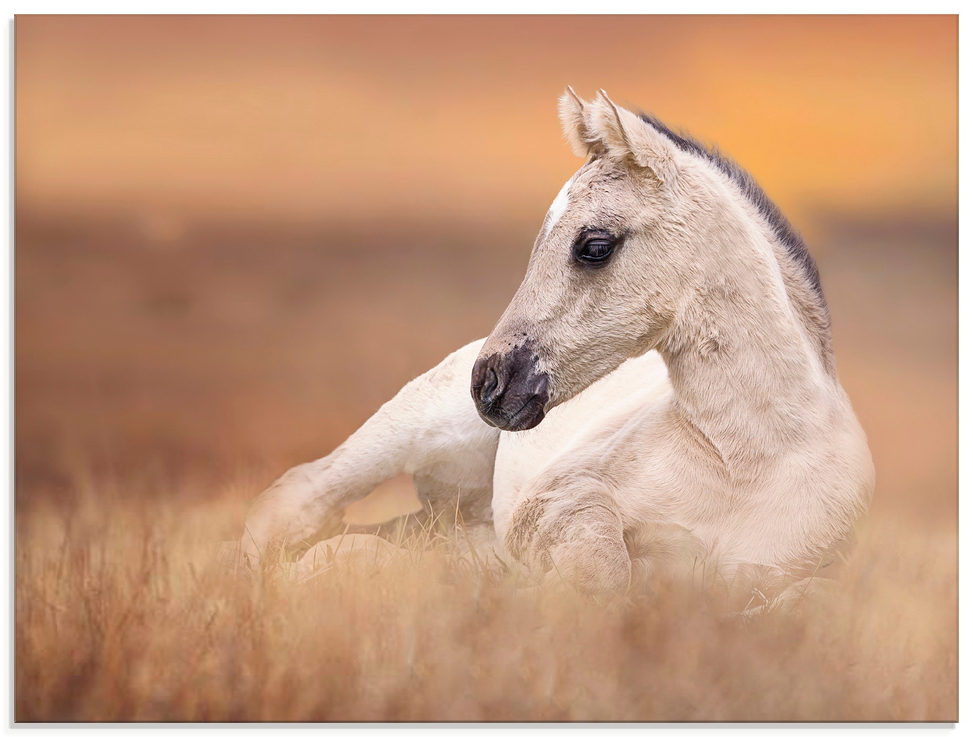 Image of Artland Glasbild »Fohlen in den Feldern II«, Haustiere, (1 St.) bei Ackermann Versand Schweiz