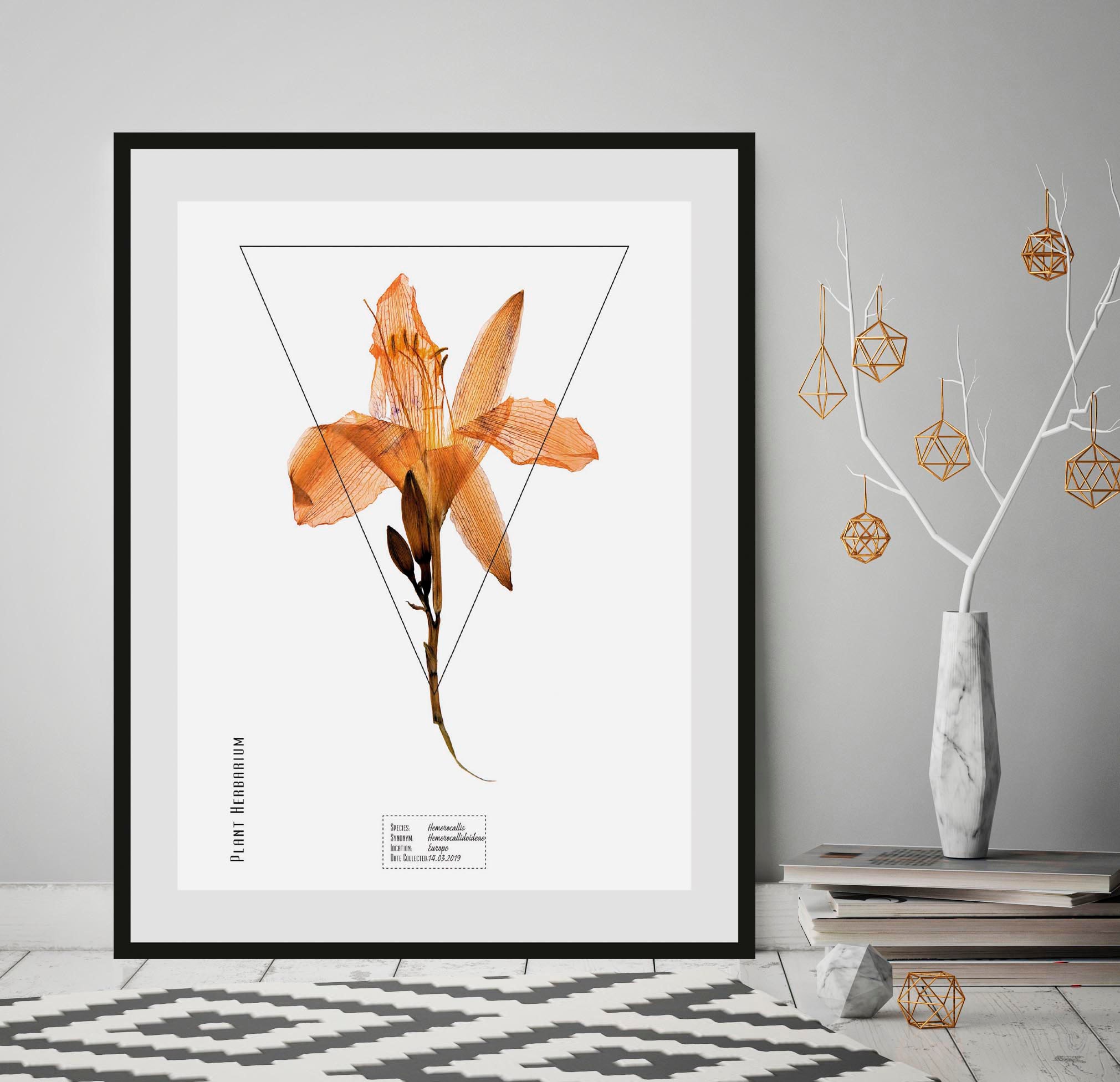 Image of queence Bild "Hemerocallis" 1 Stk. tlg.