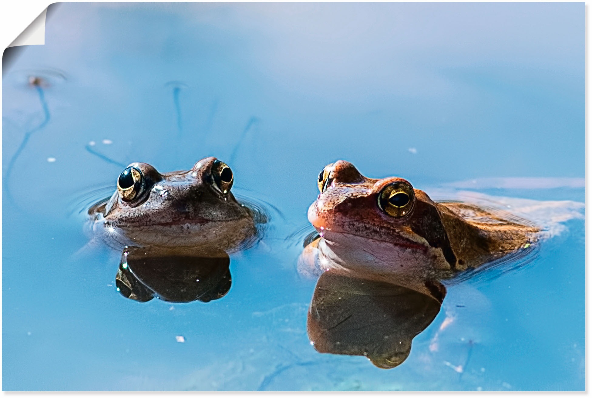 Image of Artland Wandbild »Zwei Froesche«, Frosch, (1 St.), in vielen Grössen & Produktarten - Alubild / Outdoorbild für den Aussenbereich, Leinwandbild, Poster, Wandaufkleber / Wandtattoo auch für Badezimmer geeignet bei Ackermann Versand Schweiz
