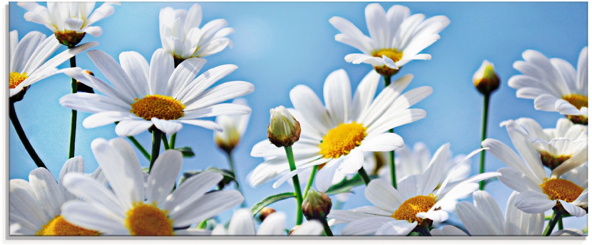 Image of Artland Glasbild "Blumen - Margeriten" Blumen 1 Stk. tlg. in verschiedenen Grössen