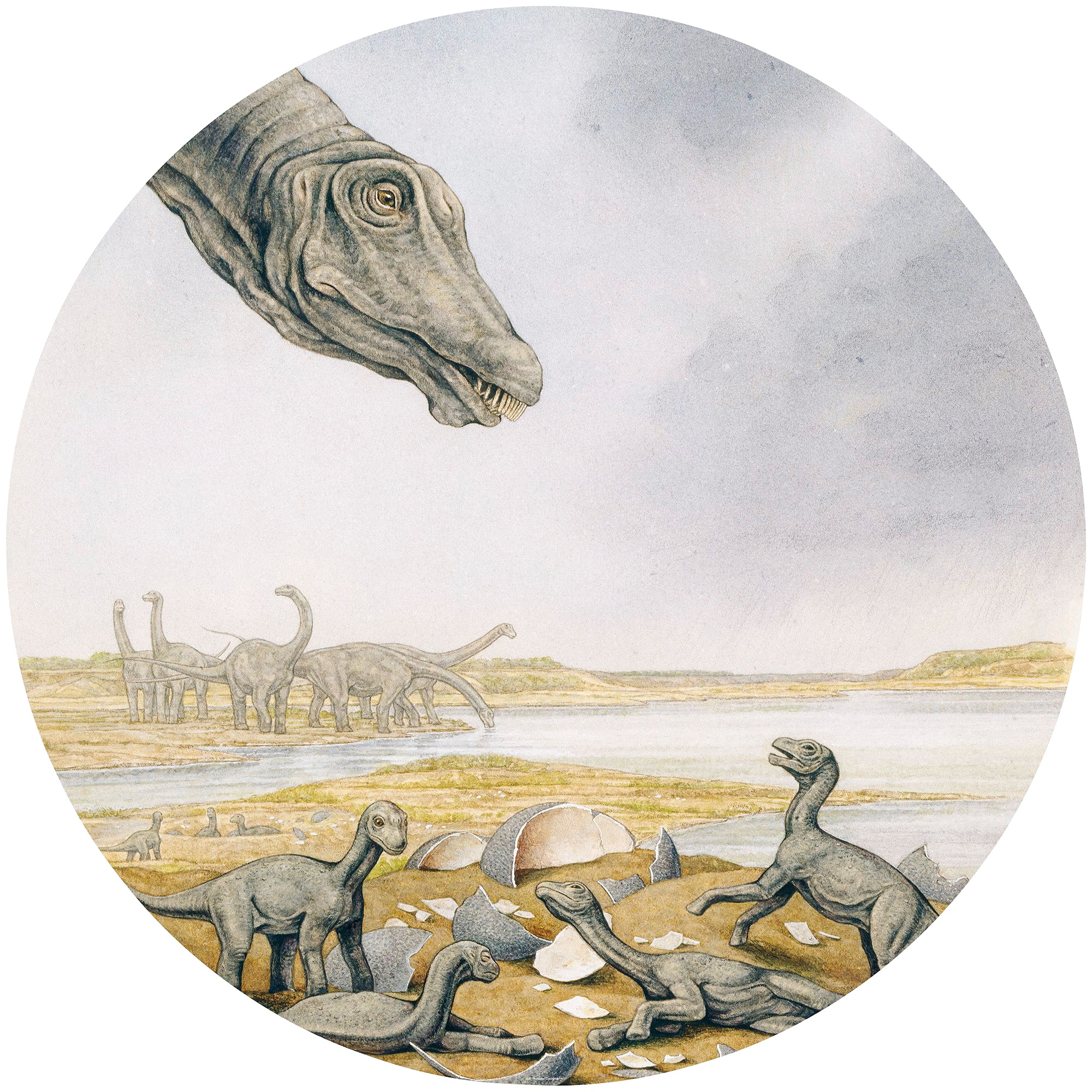 Image of Komar Fototapete »Young Titanosaurs«, bedruckt-Comic-Retro-mehrfarbig, BxH: 128x128 cm, selbstklebend bei Ackermann Versand Schweiz