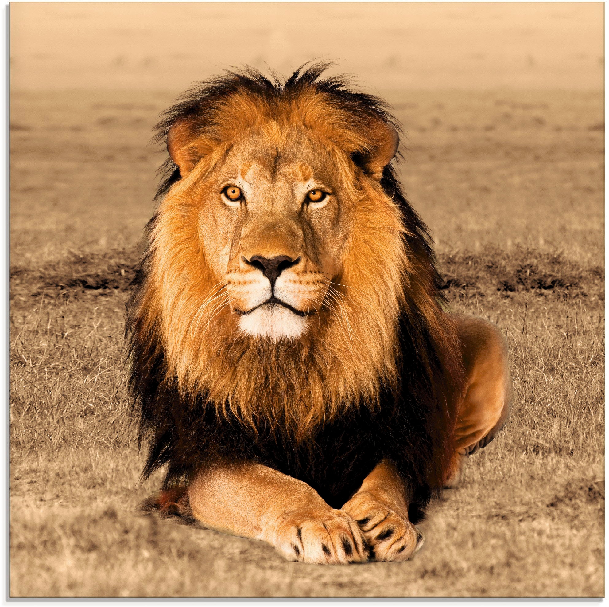 Artland Glasbild »Löwe«, Wildtiere, St.) (1 günstig kaufen