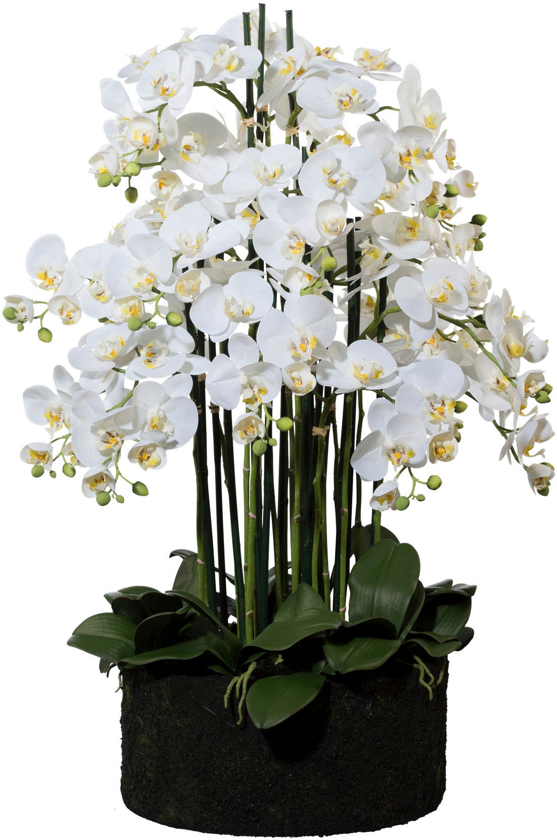 Image of Creativ green Kunstorchidee »Phalaenopsis«, (1 St.), im Erdballen bei Ackermann Versand Schweiz