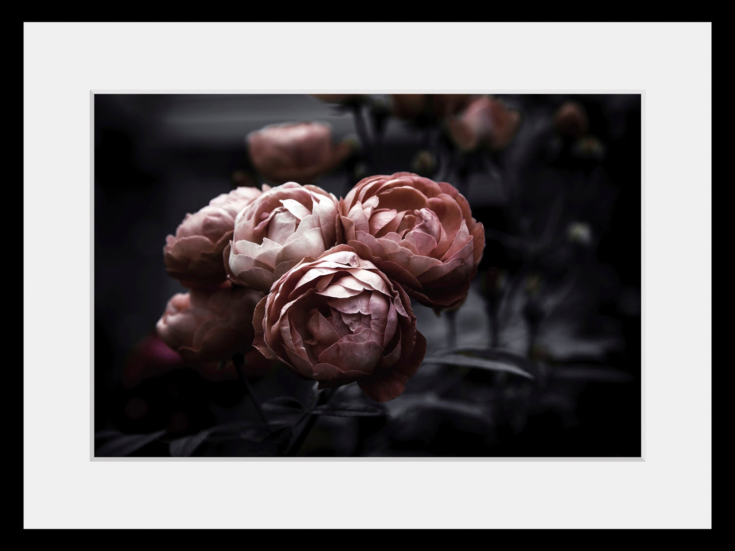 queence Bild »Tabea« Blumen | Foto | Pflanzen | Pflanzenbilder 1 Stk. tlg. HD Premium Poster-Druck inkl. Holzrahmen
