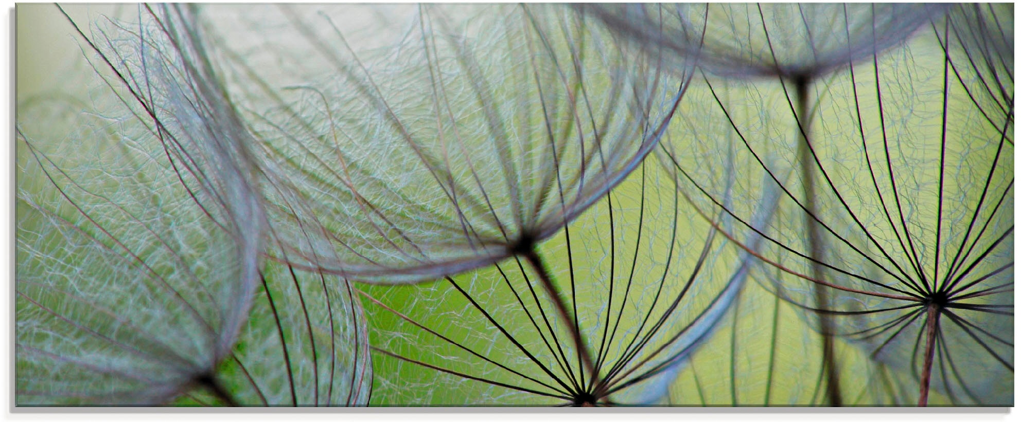 Image of Artland Glasbild "Pusteblumen-Samen II" Blumen 1 Stk. tlg. in verschiedenen Grössen